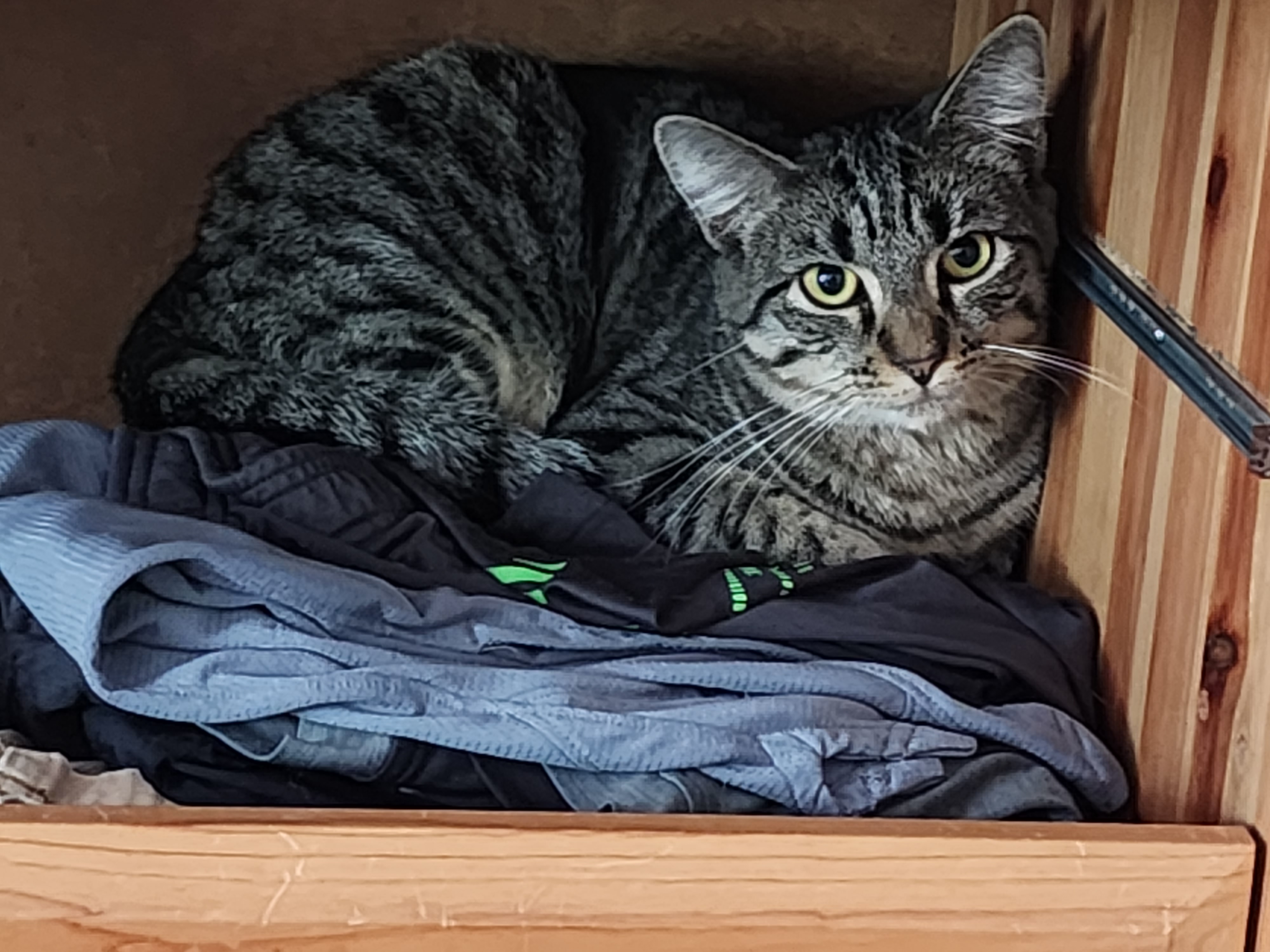 Enlarge Hazel, a Adoptable Domestic Short Hair in Woodbridge, NJ image 2/3