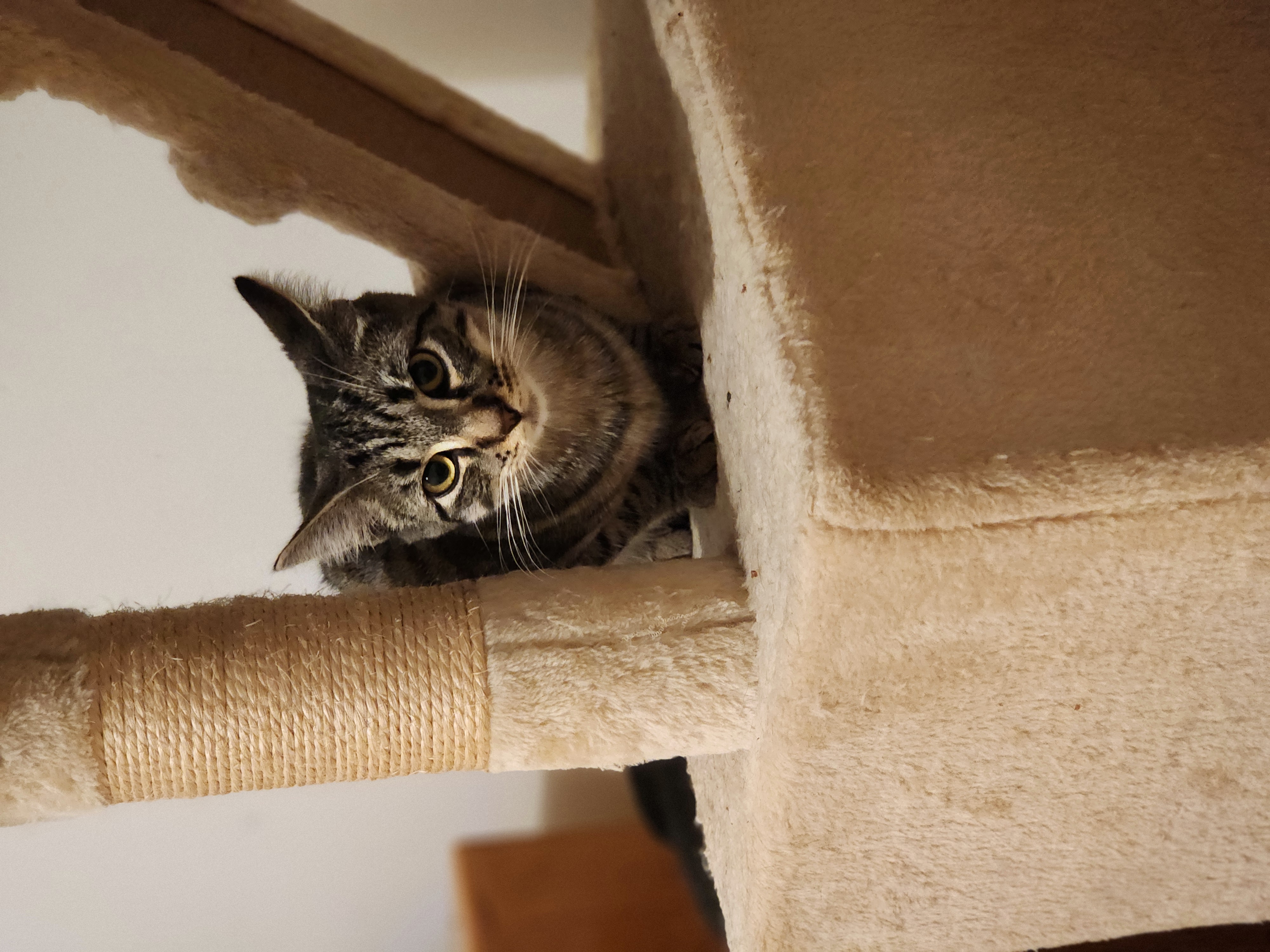 Enlarge Hazel, a Adoptable Domestic Short Hair in Woodbridge, NJ image 3/3