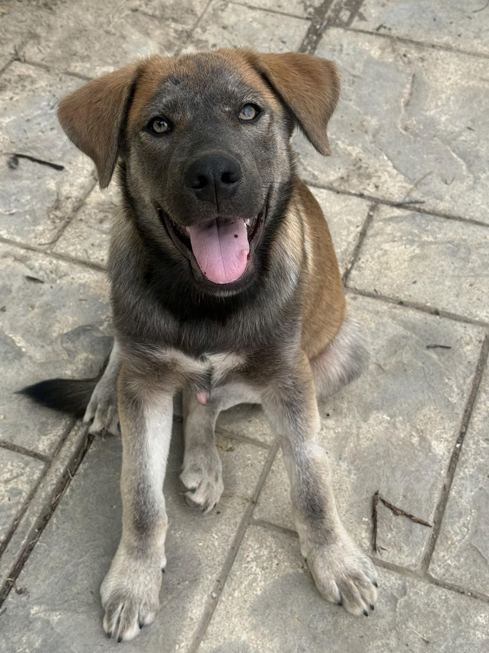 Enlarge Willie Nelson, a Adoptable mixed breed in Fenton, MO image 1/3