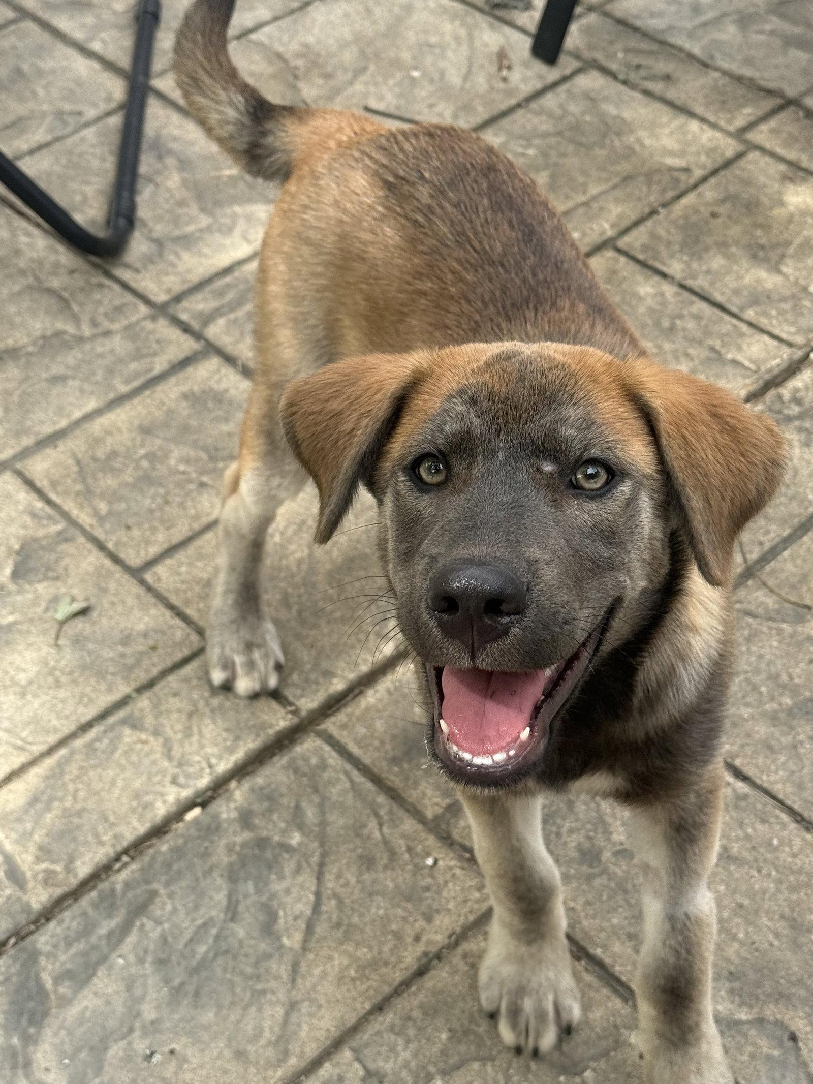 Enlarge Willie Nelson, a Adoptable mixed breed in Fenton, MO image 2/3
