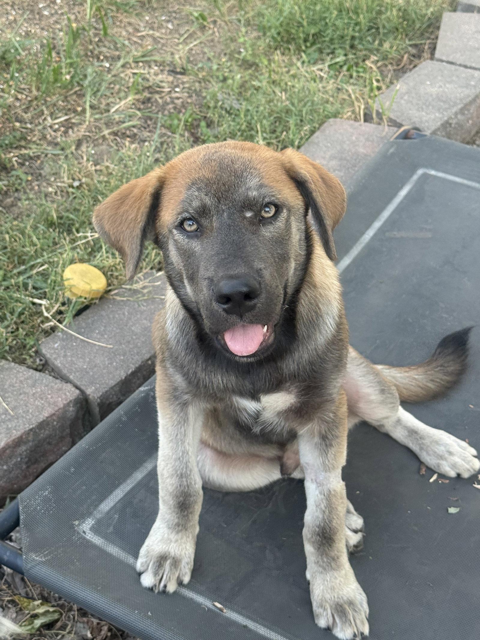 Enlarge Willie Nelson, a Adoptable mixed breed in Fenton, MO image 3/3