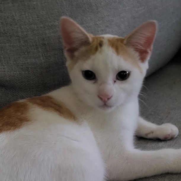 BB