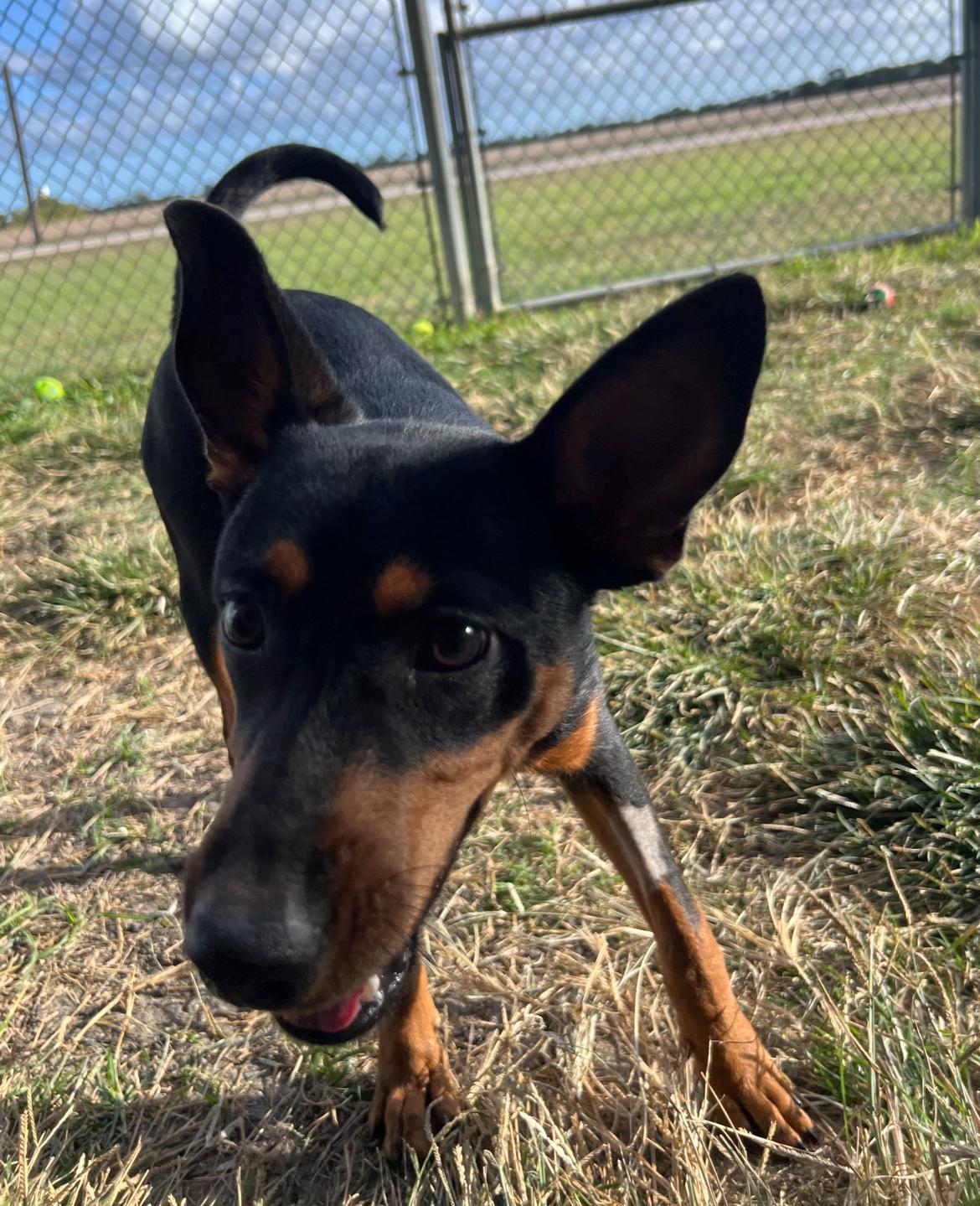 Diego, a Adoptable mixed breed in Port Lavaca, TX image 1/5