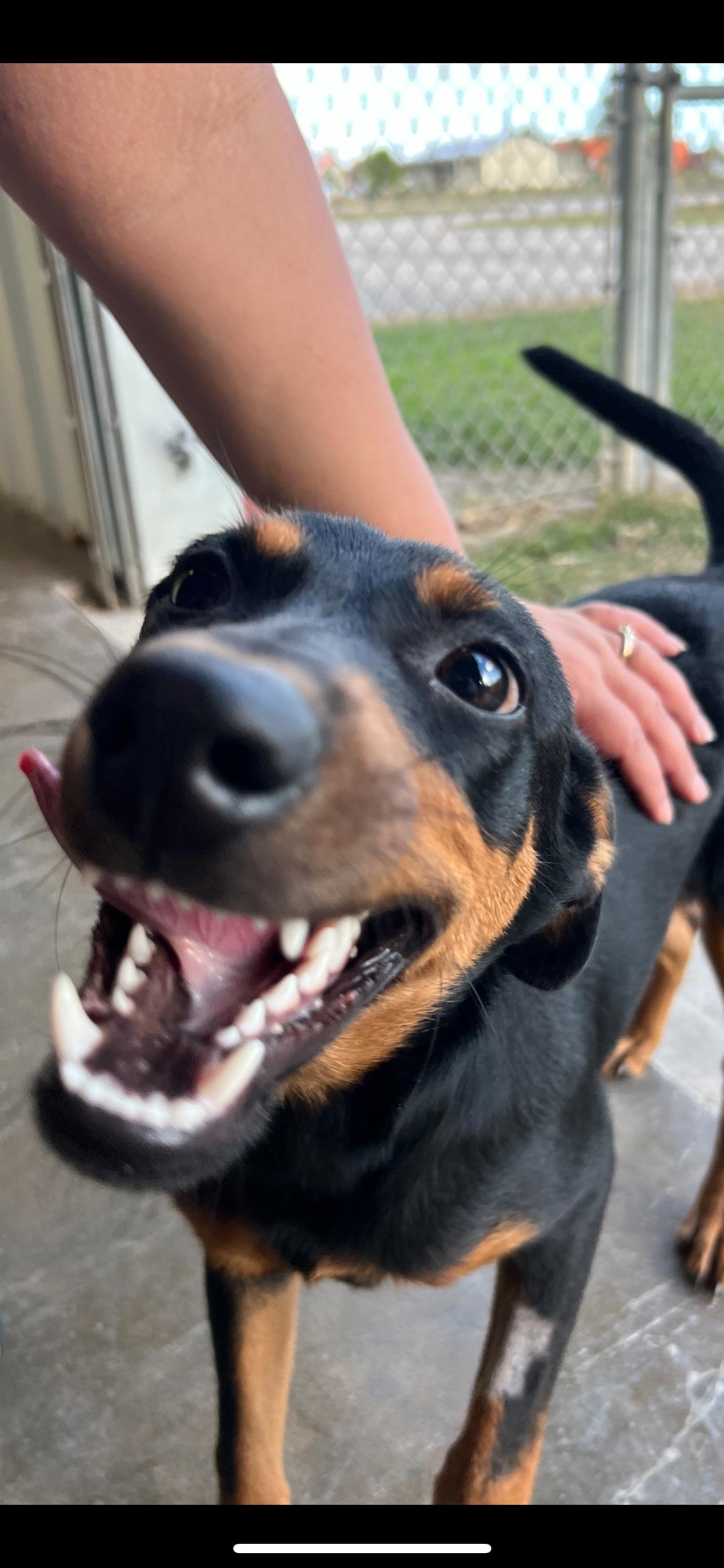 Diego, a Adoptable mixed breed in Port Lavaca, TX image 2/5