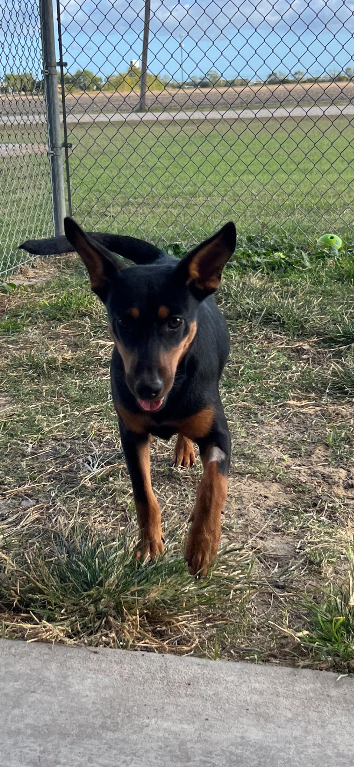 Diego, a Adoptable mixed breed in Port Lavaca, TX image 3/5