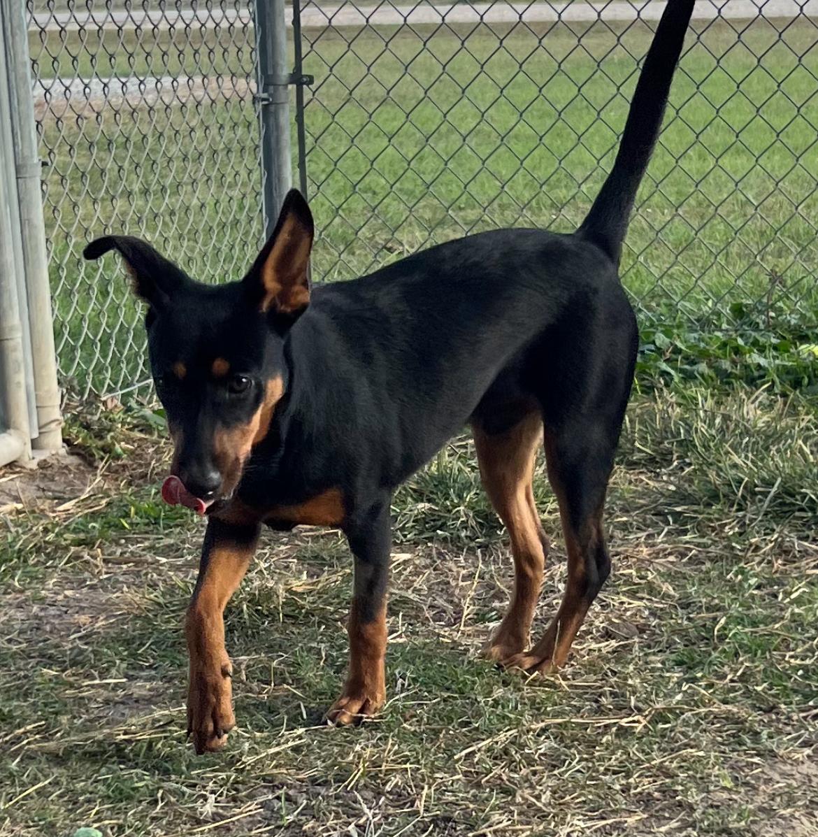 Diego, a Adoptable mixed breed in Port Lavaca, TX image 4/5