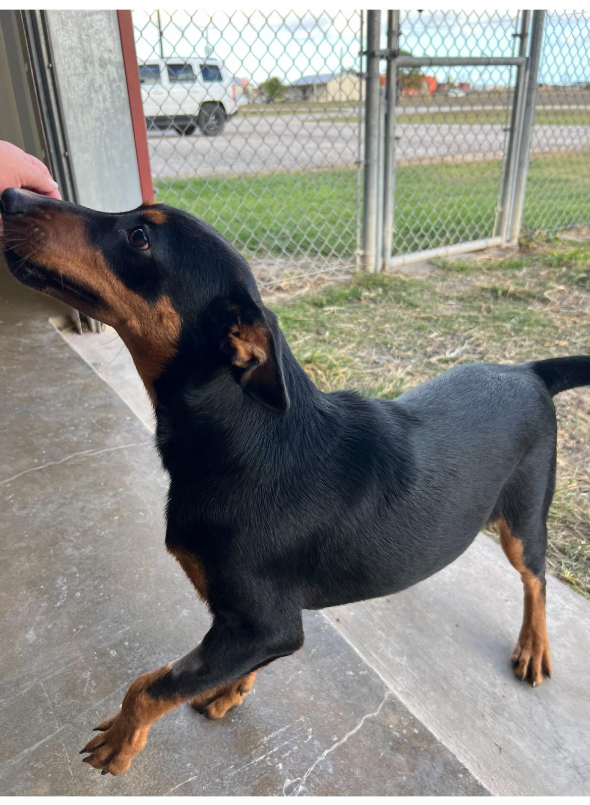 Diego, a Adoptable mixed breed in Port Lavaca, TX image 5/5