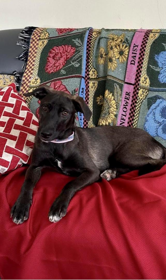 Enlarge Bertha, a Adoptable mixed breed in New York, NY image 3/5