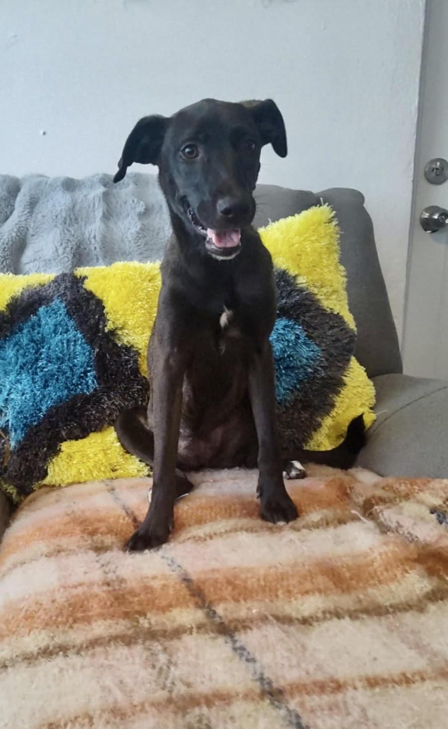 Enlarge Bertha, a Adoptable mixed breed in New York, NY image 5/5