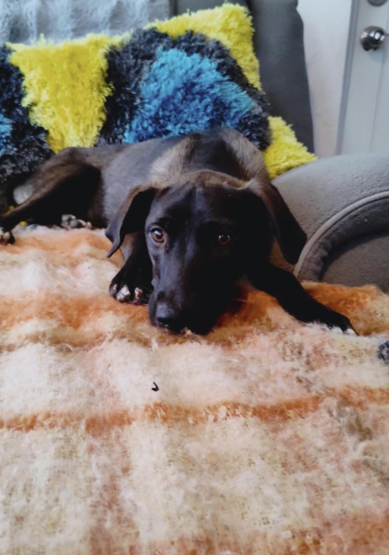 Enlarge Bertha, a Adoptable mixed breed in New York, NY image 2/5