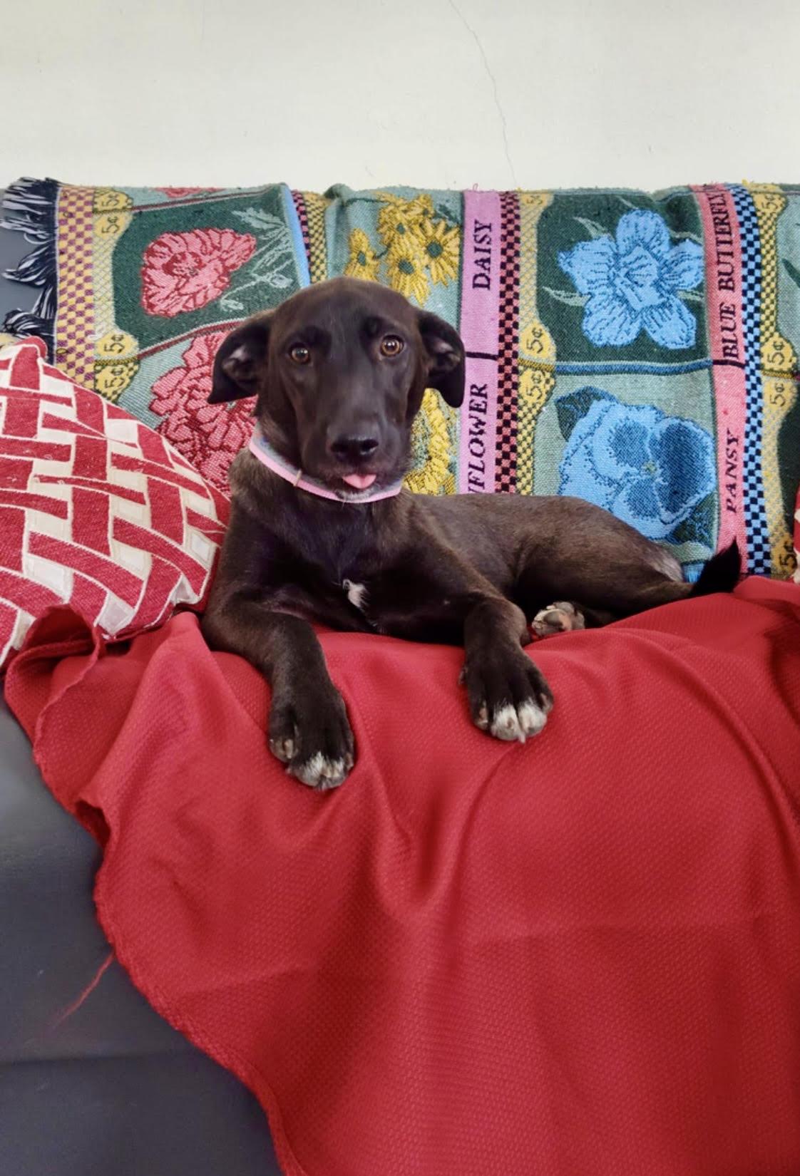 Enlarge Bertha, a Adoptable mixed breed in New York, NY image 4/5