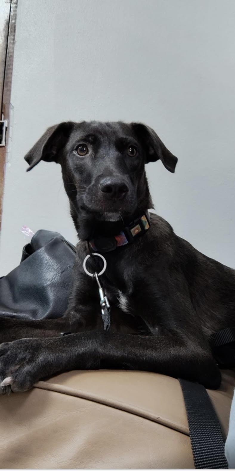 Bertha, Adoptable, Young Female Black Labrador Retriever.