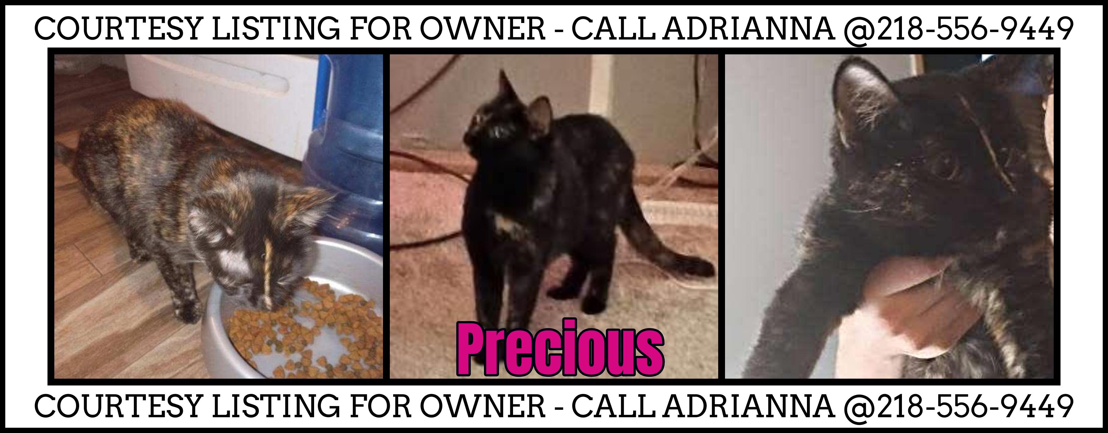 Precious - COURTESY LISTING, adopted, Adult Female Tortoiseshell.