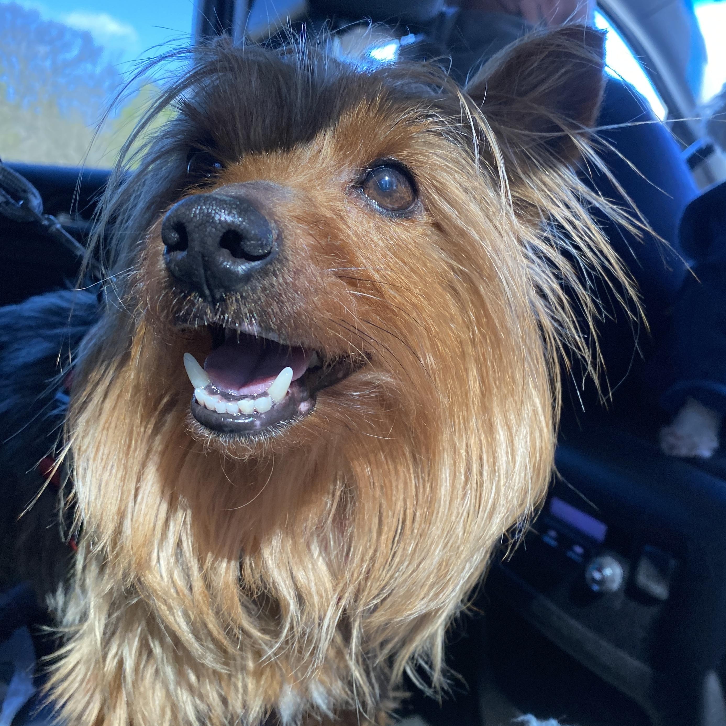 Enlarge Leo, an adopted mixed breed in Memphis, TN image 3/5