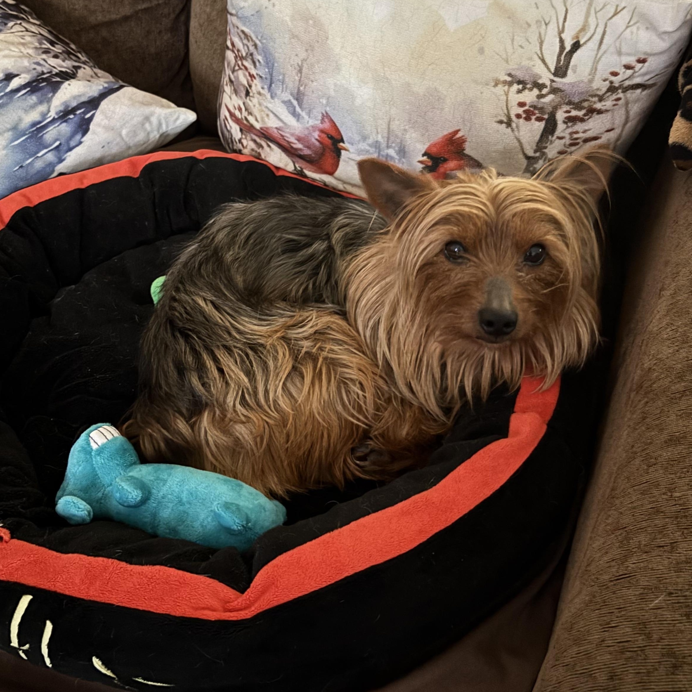 Enlarge Leo, an adopted mixed breed in Memphis, TN image 2/5