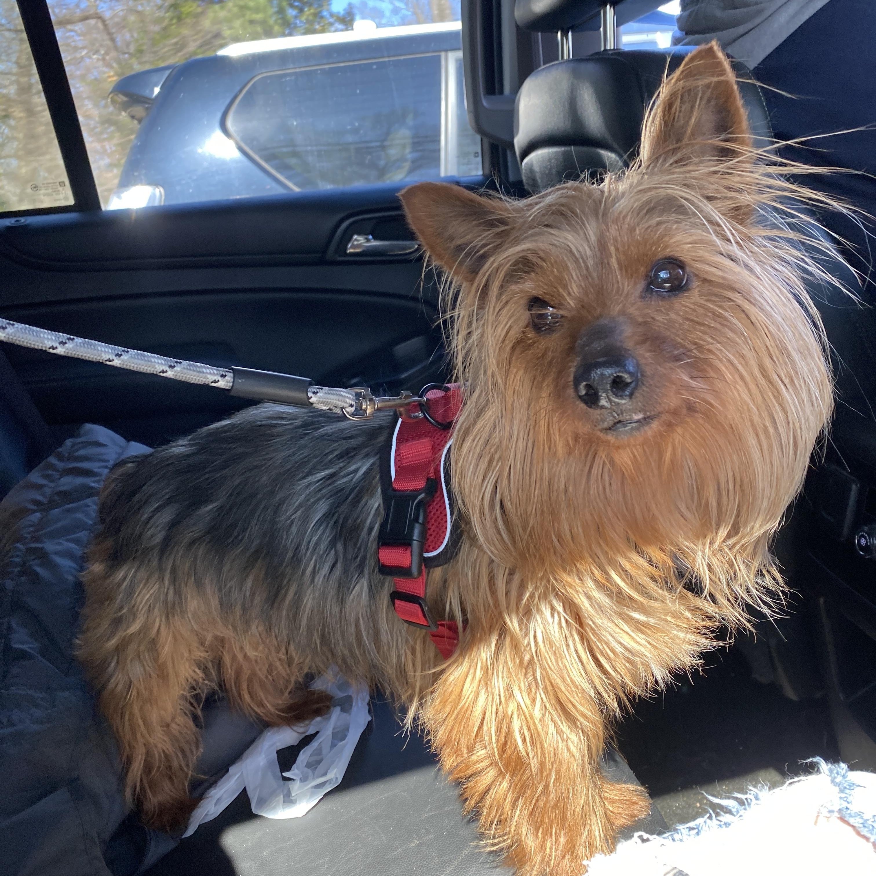Leo, adopted, Young Male Yorkshire Terrier.