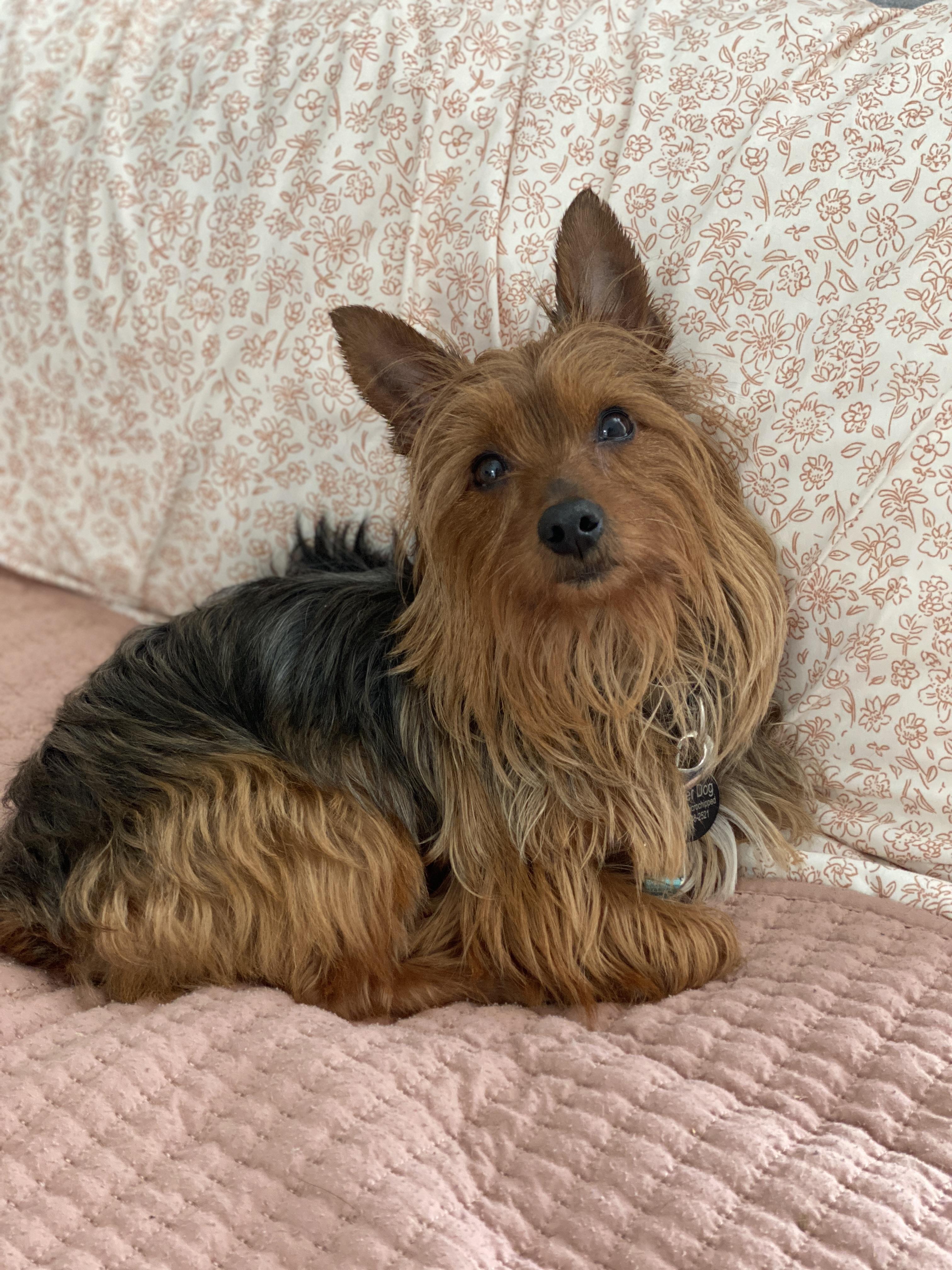 Enlarge Leo, an adopted mixed breed in Memphis, TN image 5/5