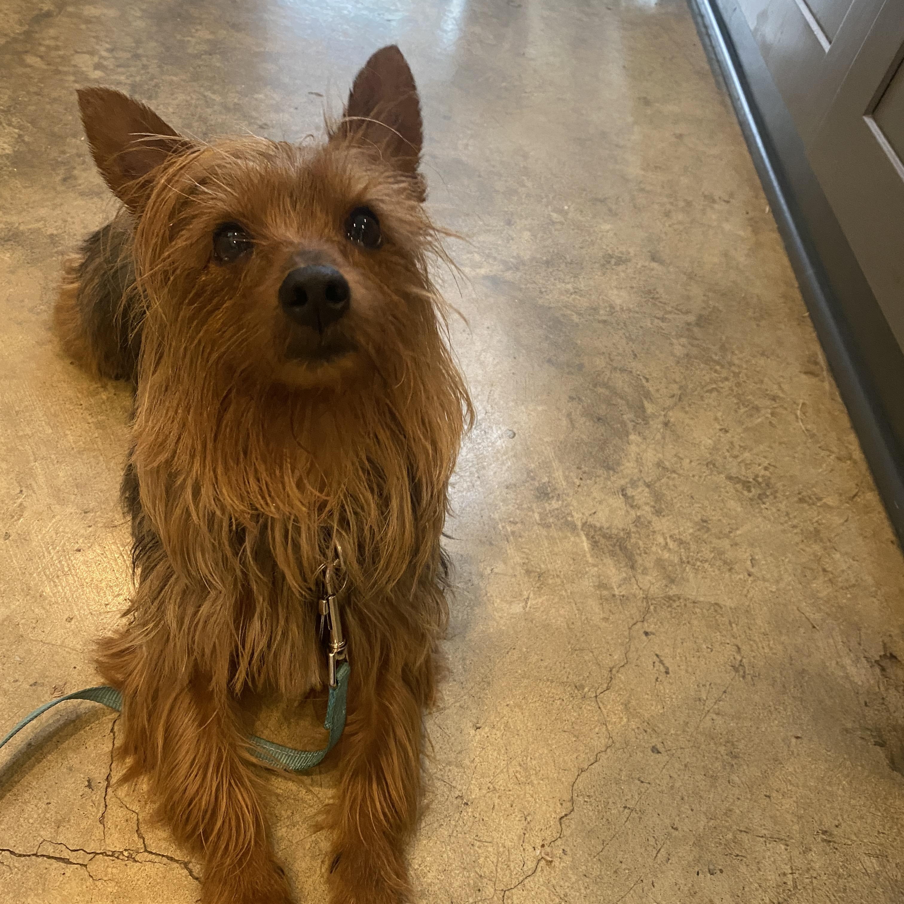 Enlarge Leo, an adopted mixed breed in Memphis, TN image 4/5