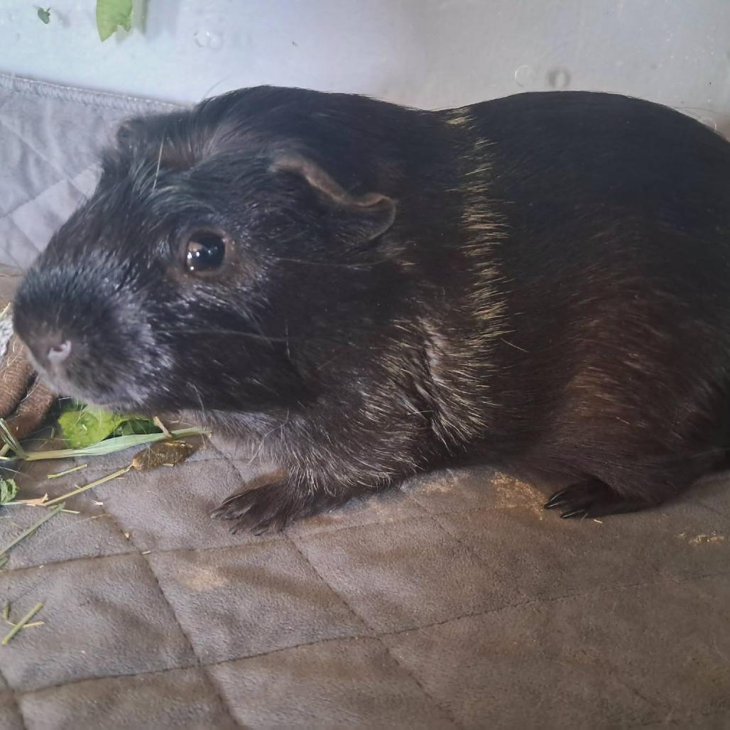Spice M12588, Adoptable, Young Male Guinea Pig.