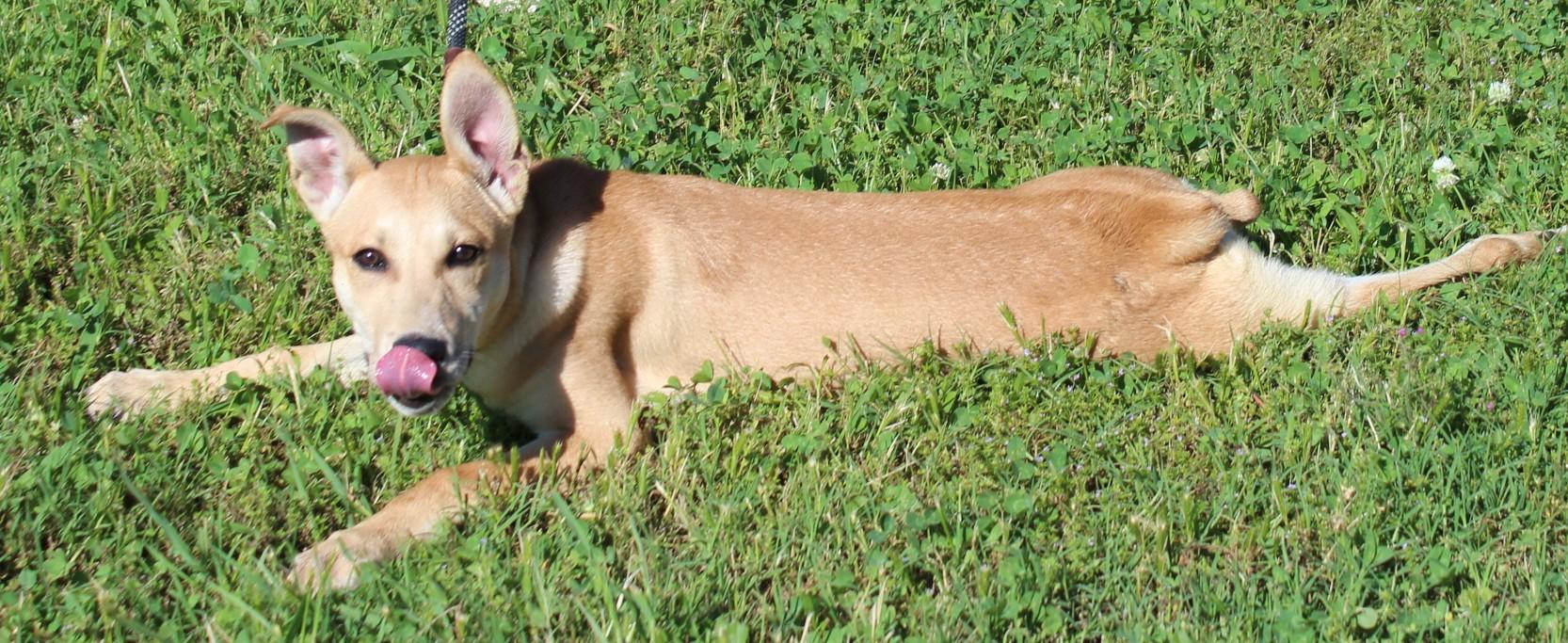 JASMINE photo 3