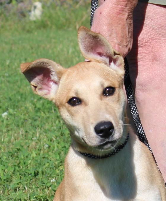 JASMINE, Baby Female Shepherd