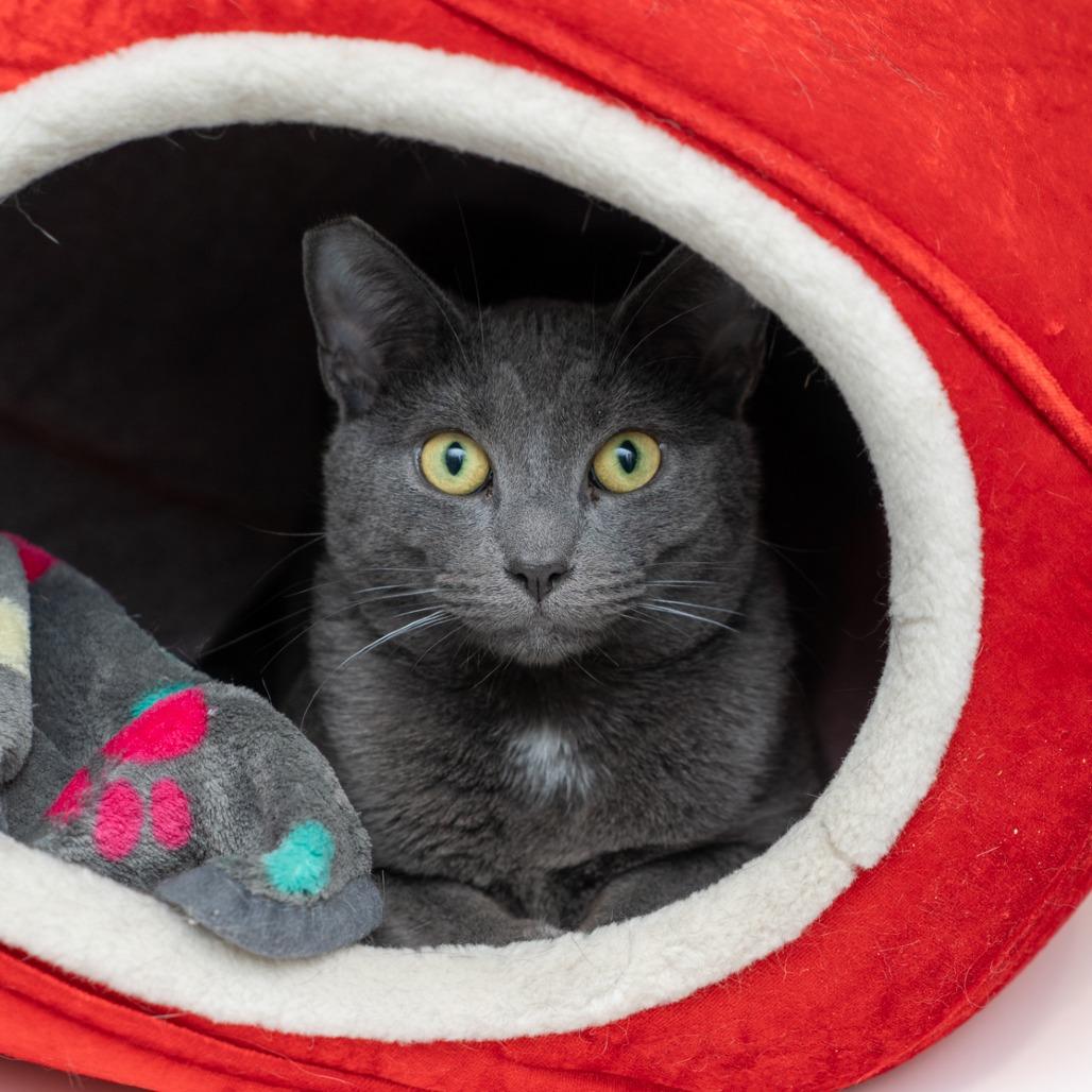 Sky Chaser, Adoptable, Young Male Domestic Short Hair.