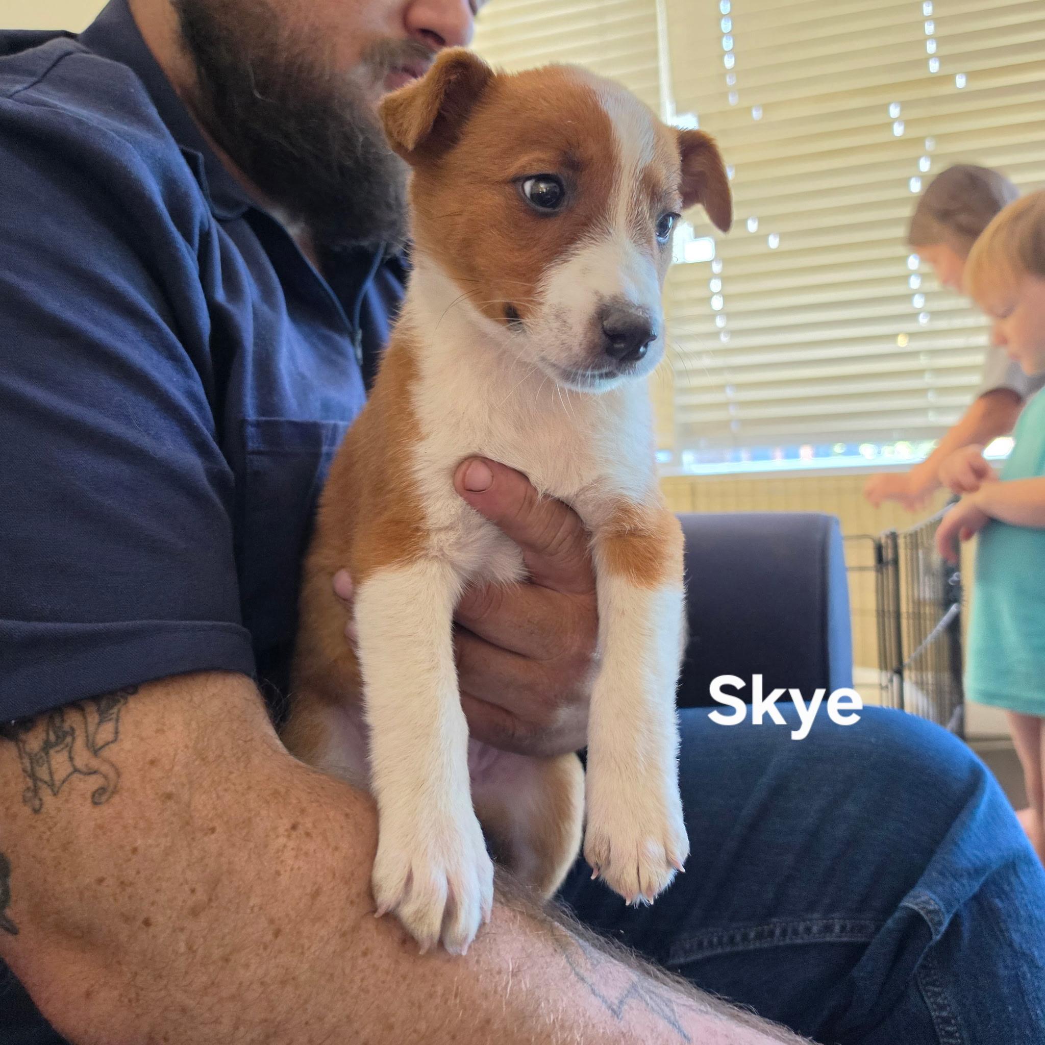 Skye, ADOPTABLE, Puppy Female Basenji & Australian Cattle Dog / Blue Heeler.