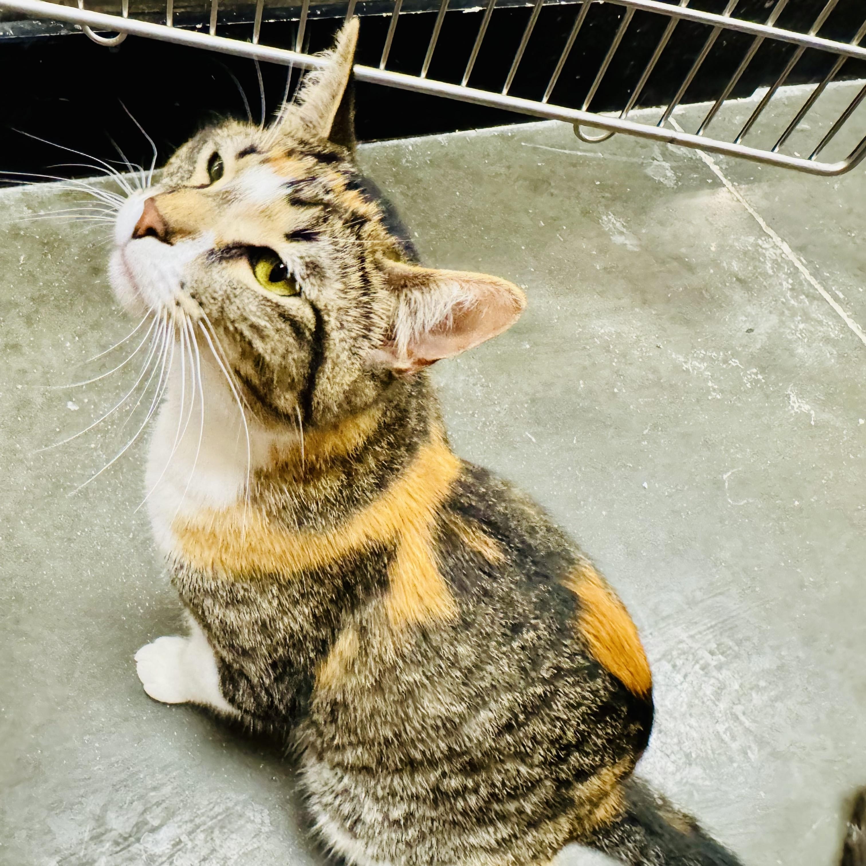 Poppy, a Adoptable Domestic Short Hair in Montgomery, AL image 2/3