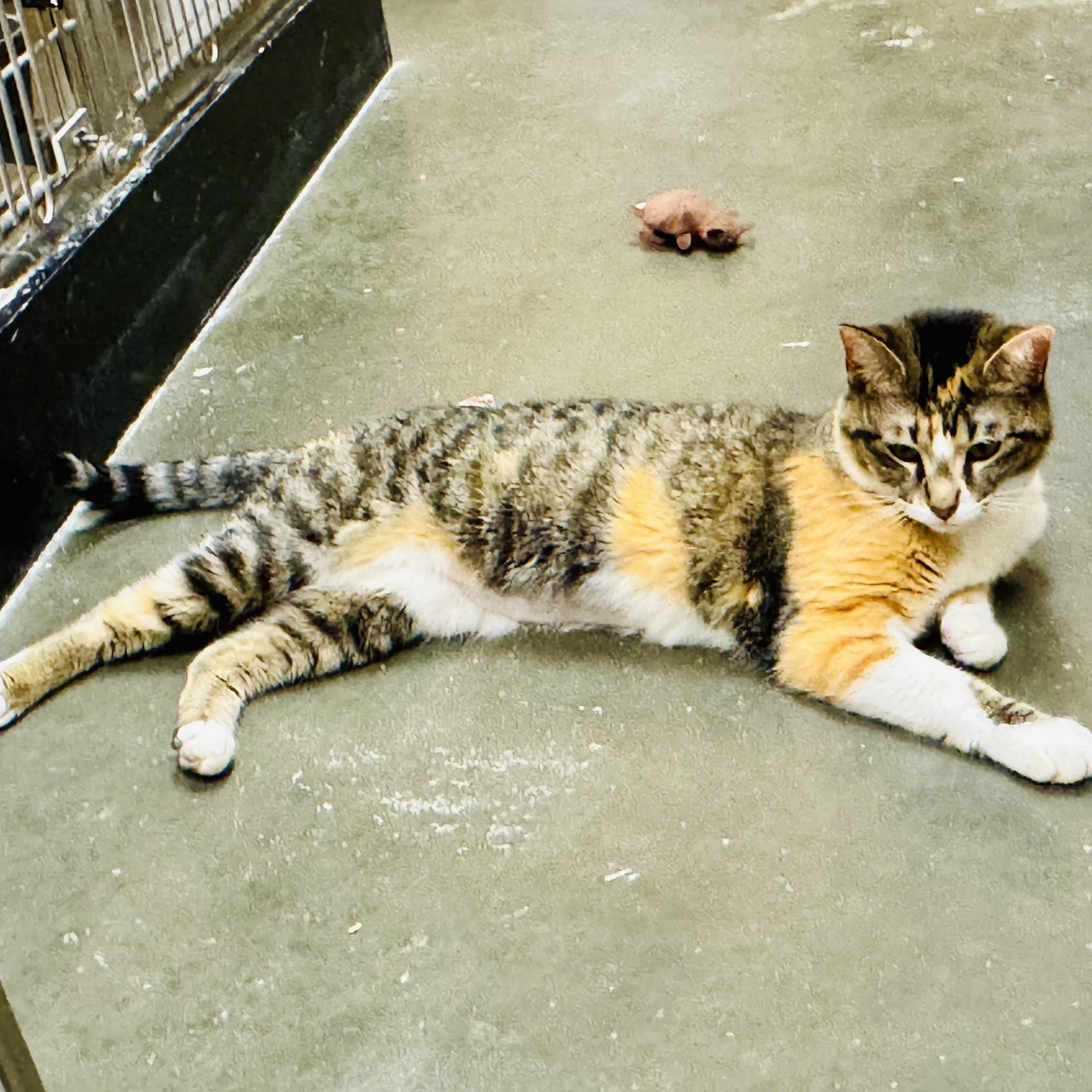 Poppy, a Adoptable Domestic Short Hair in Montgomery, AL image 3/3