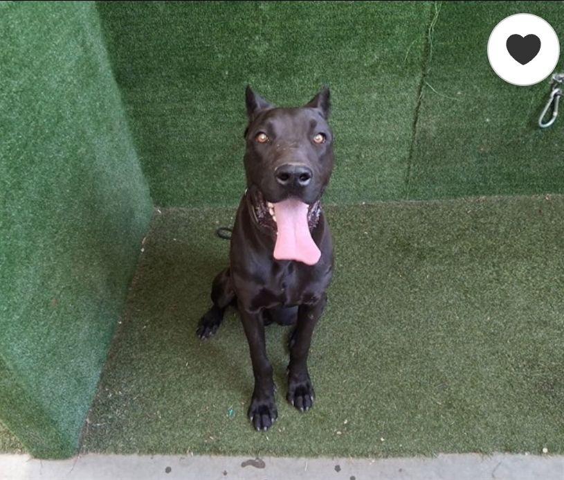 Robbie, Adopted, Young Male American Staffordshire Terrier & Doberman Pinscher.