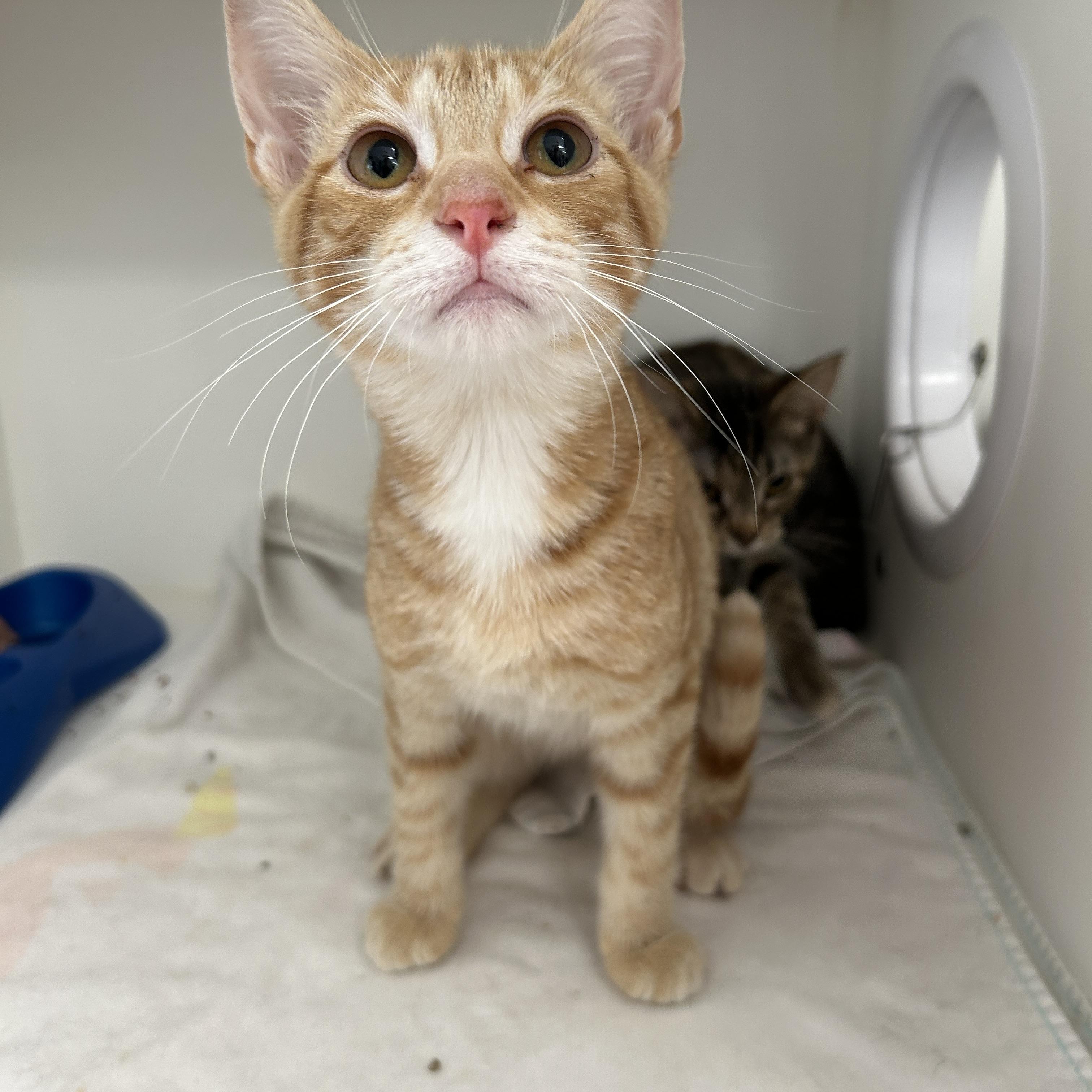 Swanson 1 of 3, an adopted Domestic Short Hair in La Grange Park, IL image 4/5