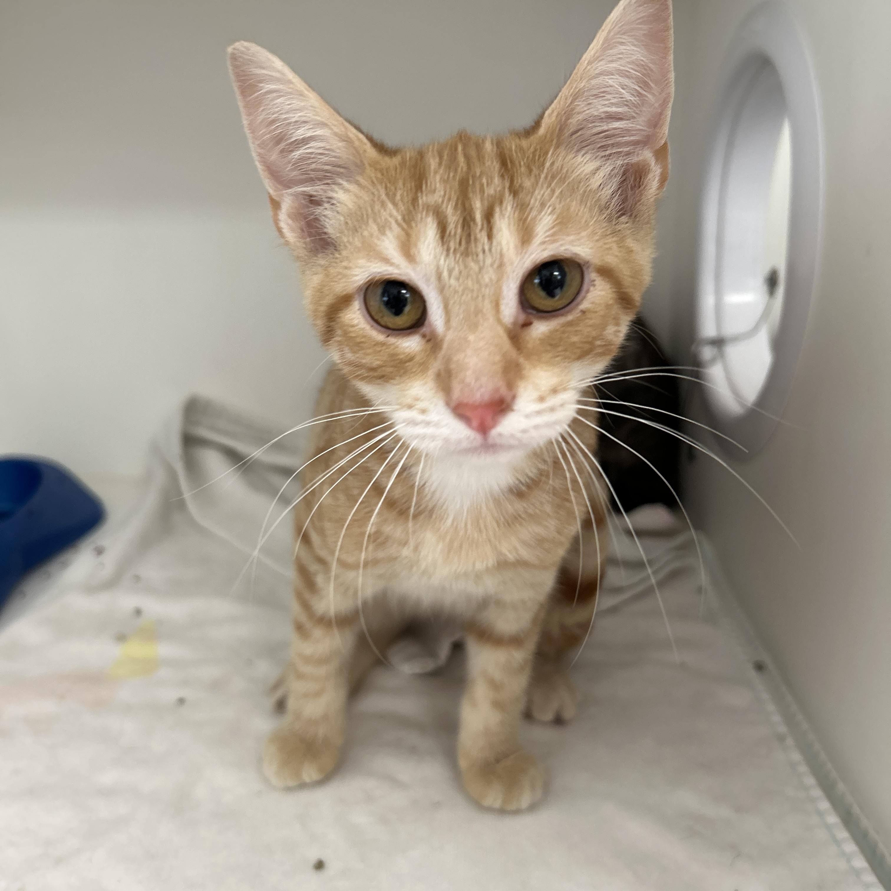 Swanson 1 of 3, adopted, Young Male Domestic Short Hair.