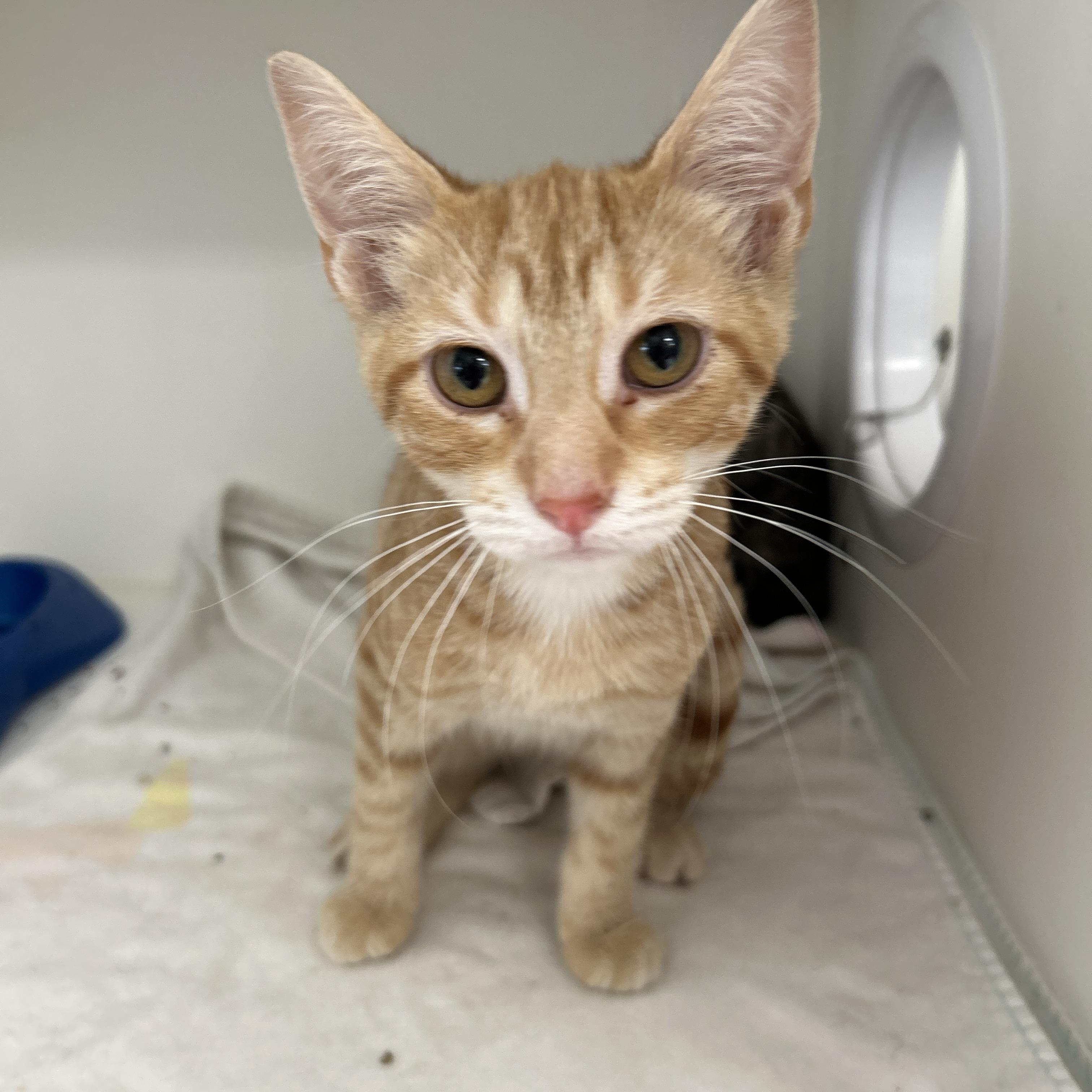 Swanson 1 of 3, an adopted Domestic Short Hair in La Grange Park, IL image 2/5