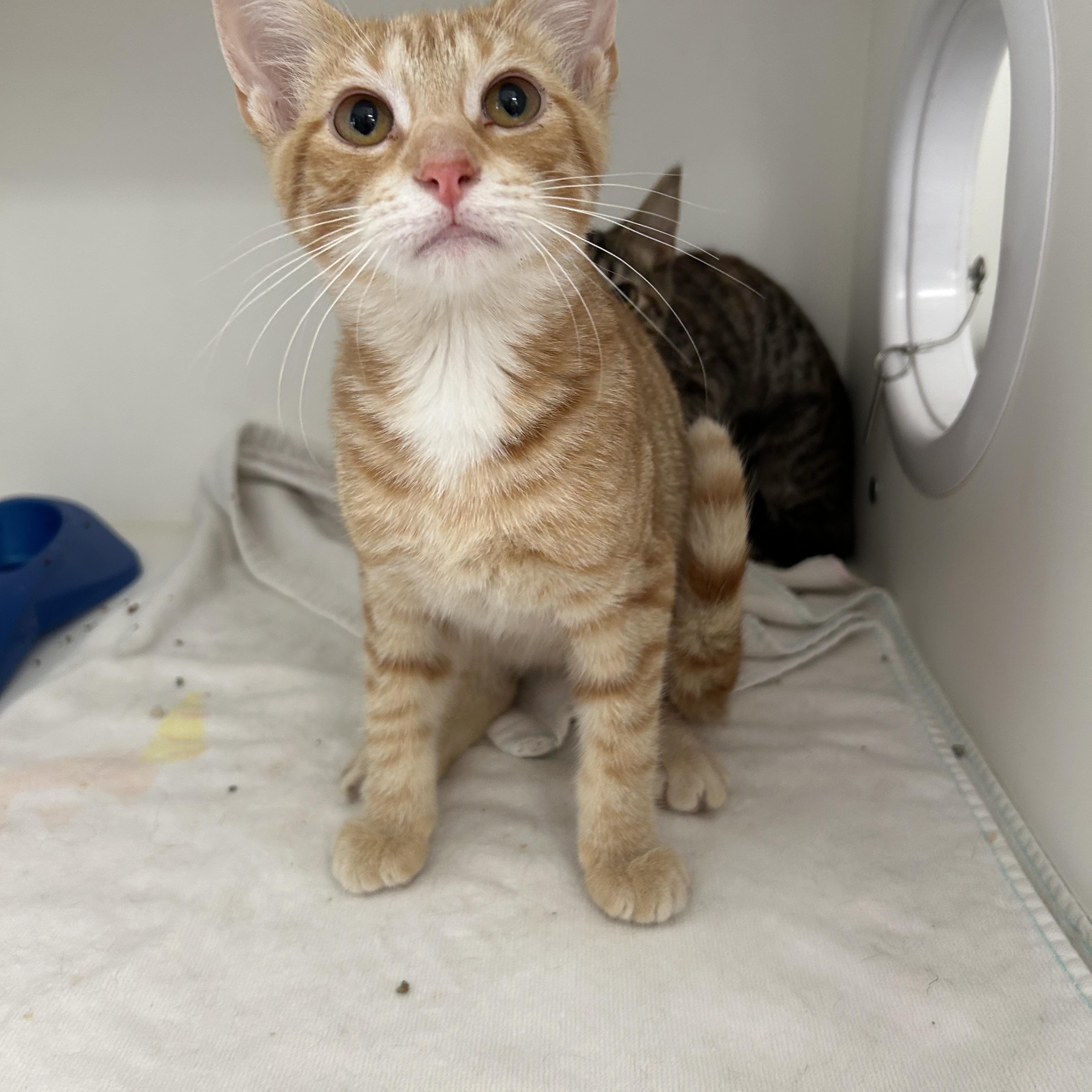 Swanson 1 of 3, an adopted Domestic Short Hair in La Grange Park, IL image 5/5