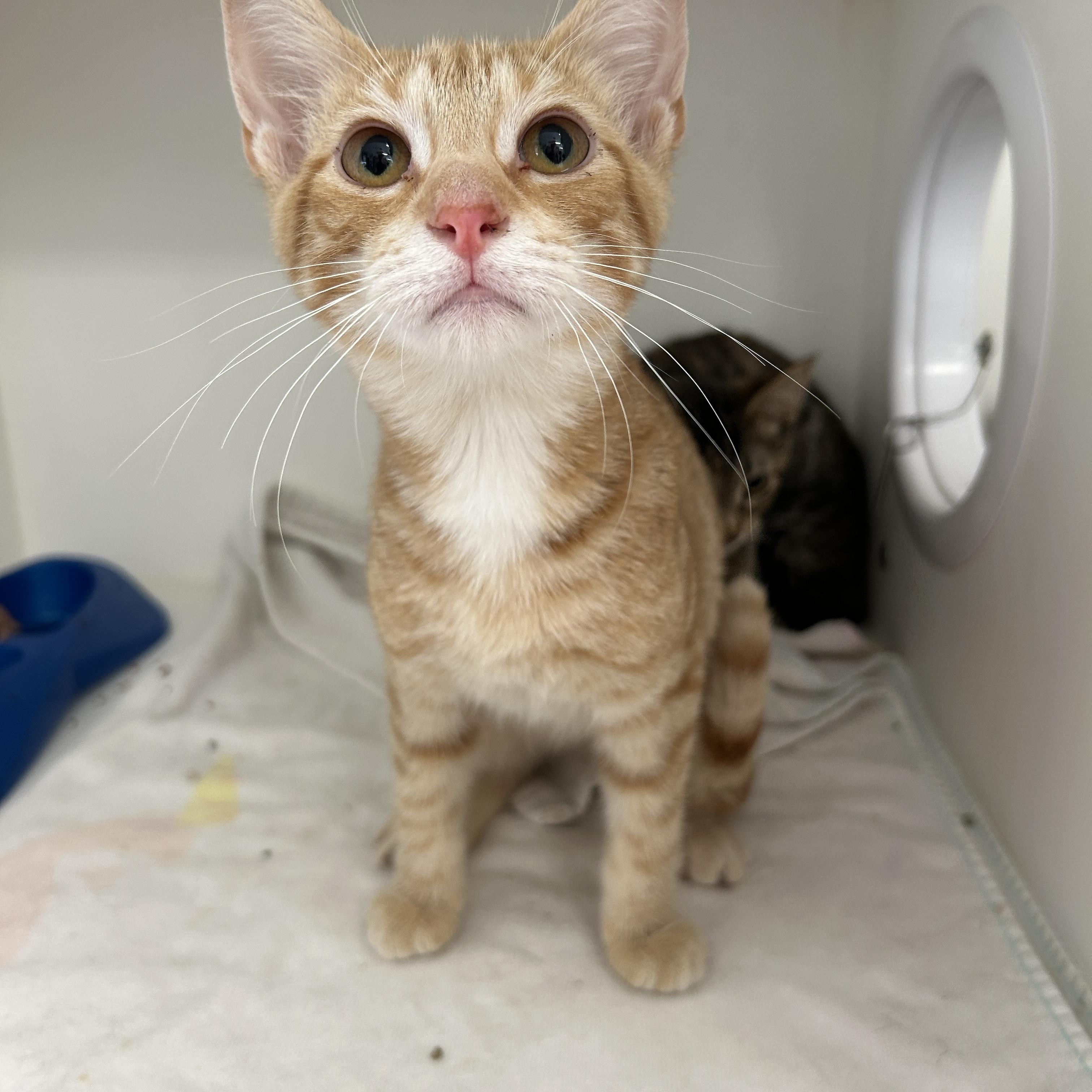 Swanson 1 of 3, an adopted Domestic Short Hair in La Grange Park, IL image 3/5