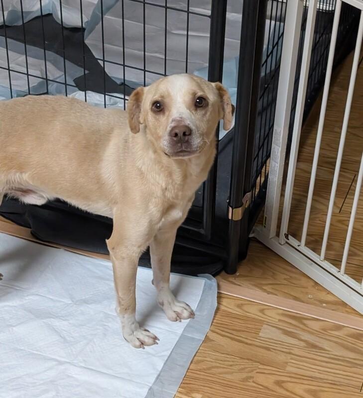 Jolly (bonded with Holly) HW+, a Adoptable Mixed Breed in Chattanooga, TN image 1/4