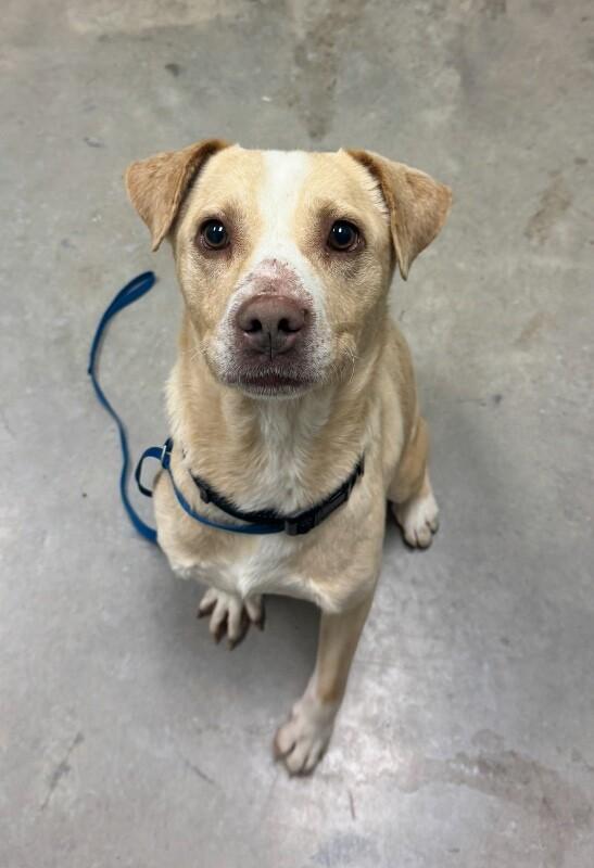 Jolly (bonded with Holly) HW+, a Adoptable Mixed Breed in Chattanooga, TN image 3/4