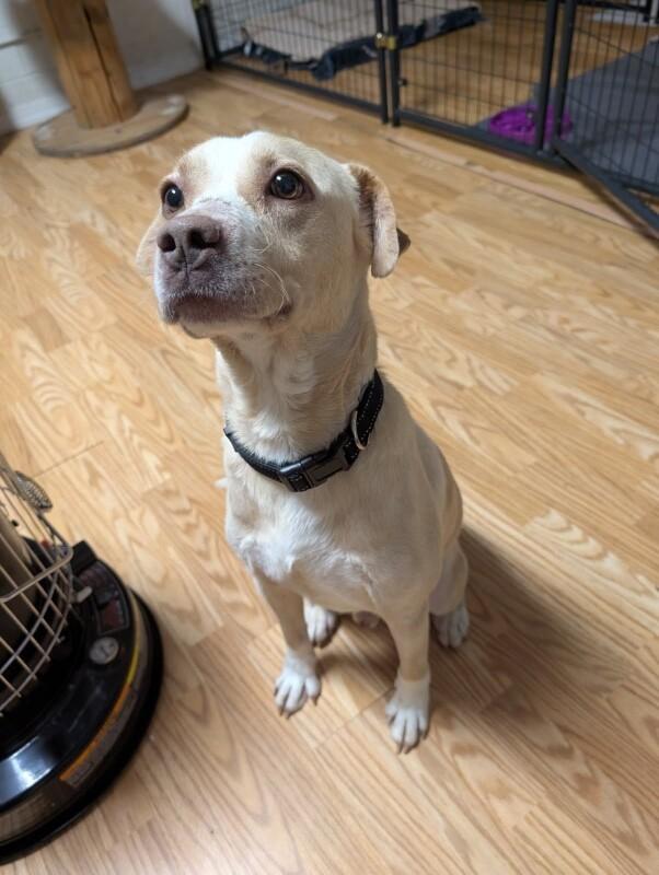 Jolly (bonded with Holly) HW+, a Adoptable Mixed Breed in Chattanooga, TN image 4/4