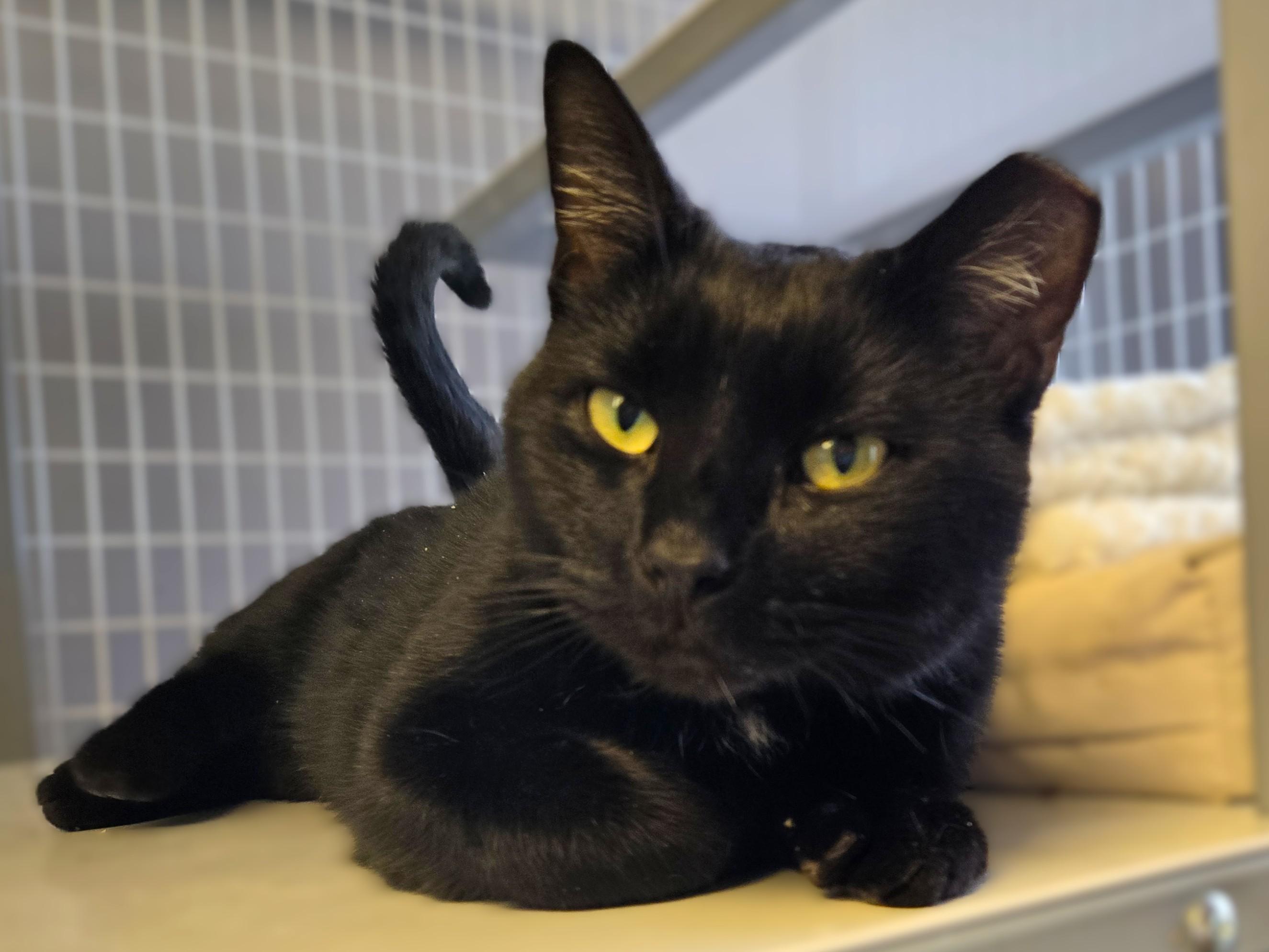 SweetPea, a ADOPTABLE Domestic Short Hair in Milford, CT image 1/3