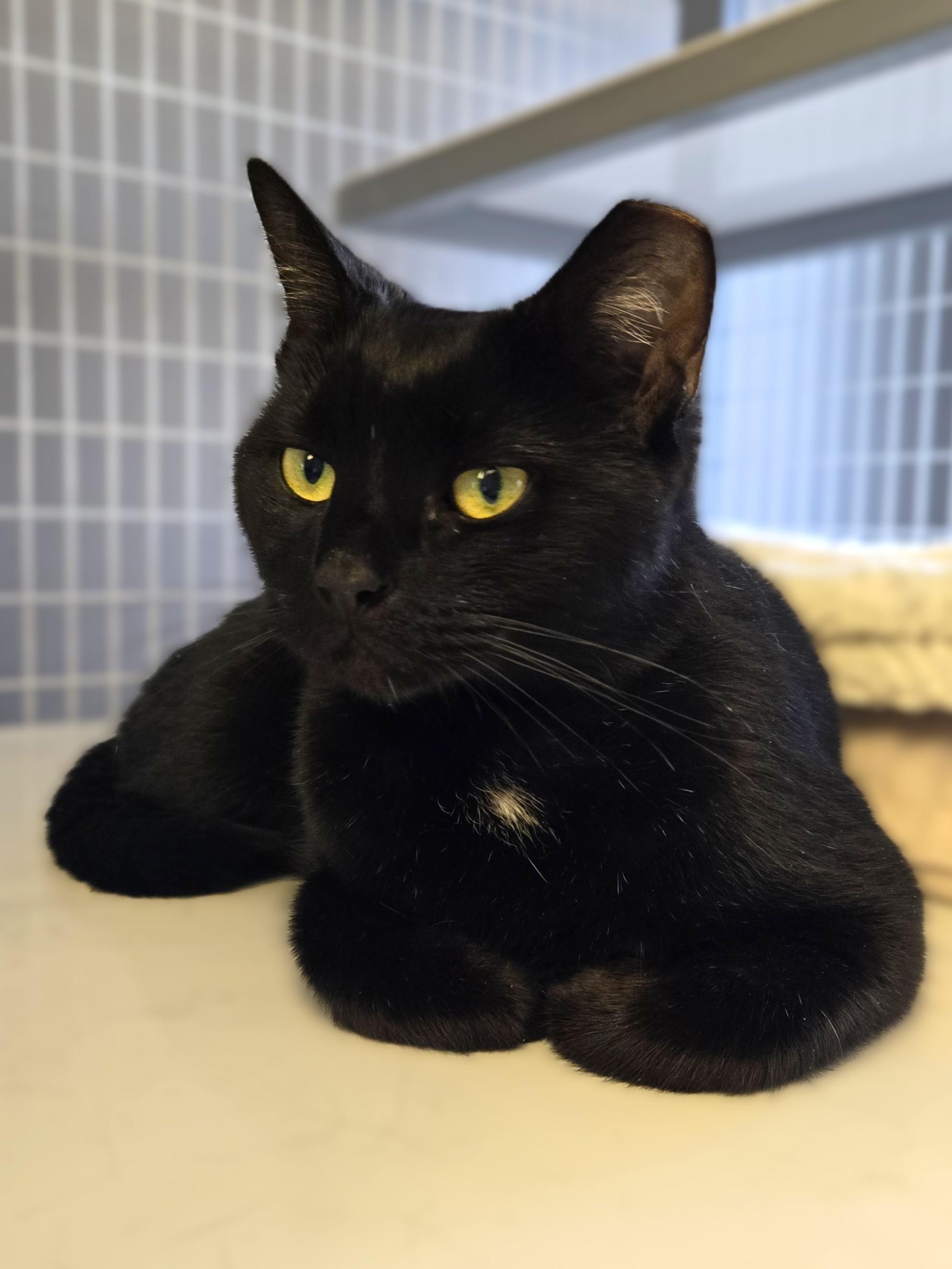 SweetPea, a ADOPTABLE Domestic Short Hair in Milford, CT image 2/3