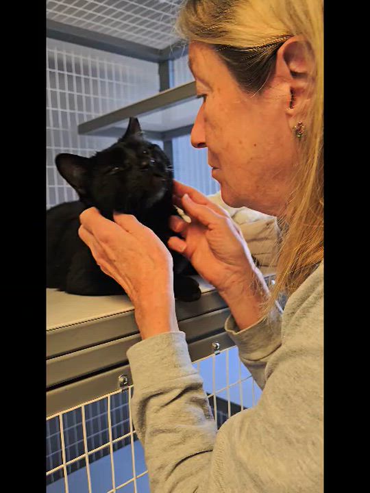 Enlarge SweetPea, a ADOPTABLE Domestic Short Hair in Milford, CT video 3/3