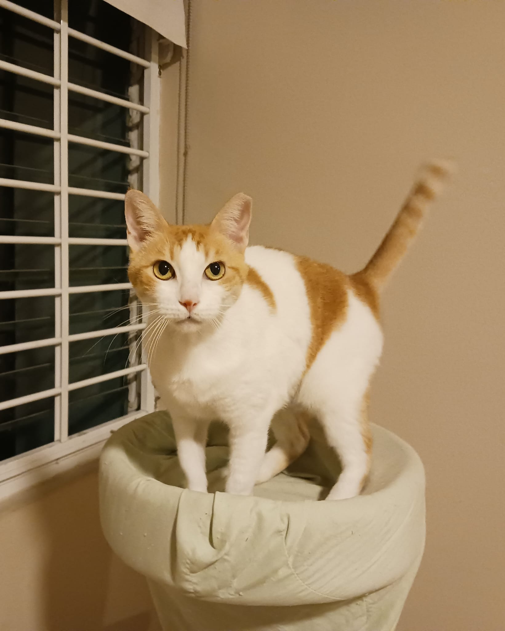Cat for adoption Daphne, a Domestic Short Hair in East Boston, MA