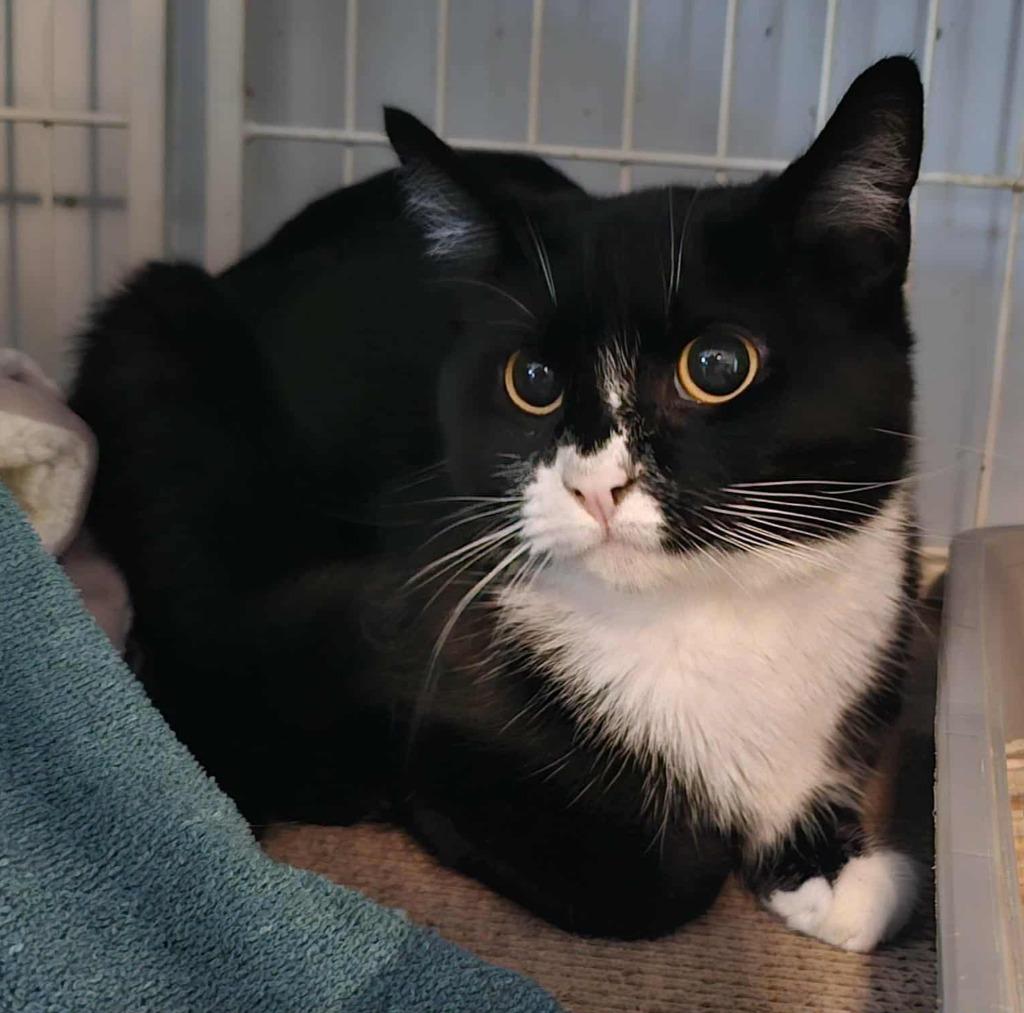 Enlarge Smidge, a Adoptable mixed breed in Shell Lake, WI image 1/1