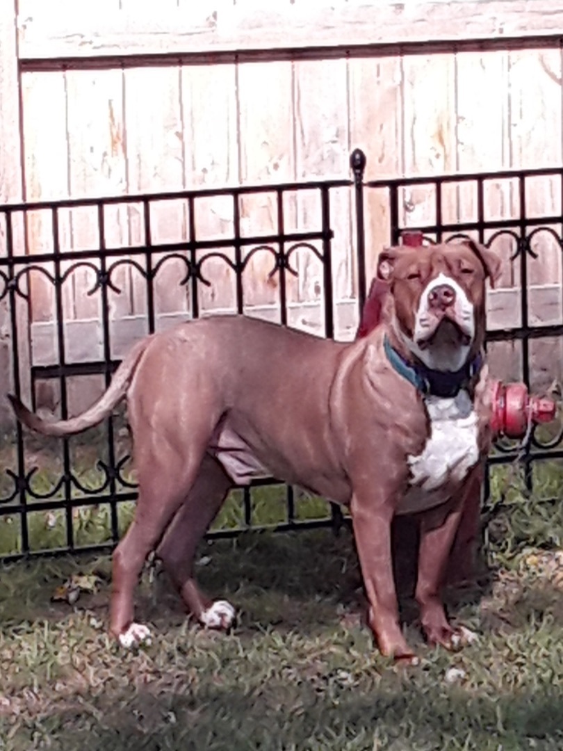 Mac, Adoptable, Adult Male Pit Bull Terrier & Mastiff.