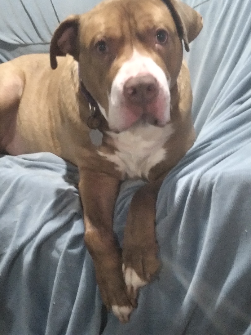 Mac, a Adoptable mixed breed in Naperville, IL image 2/6