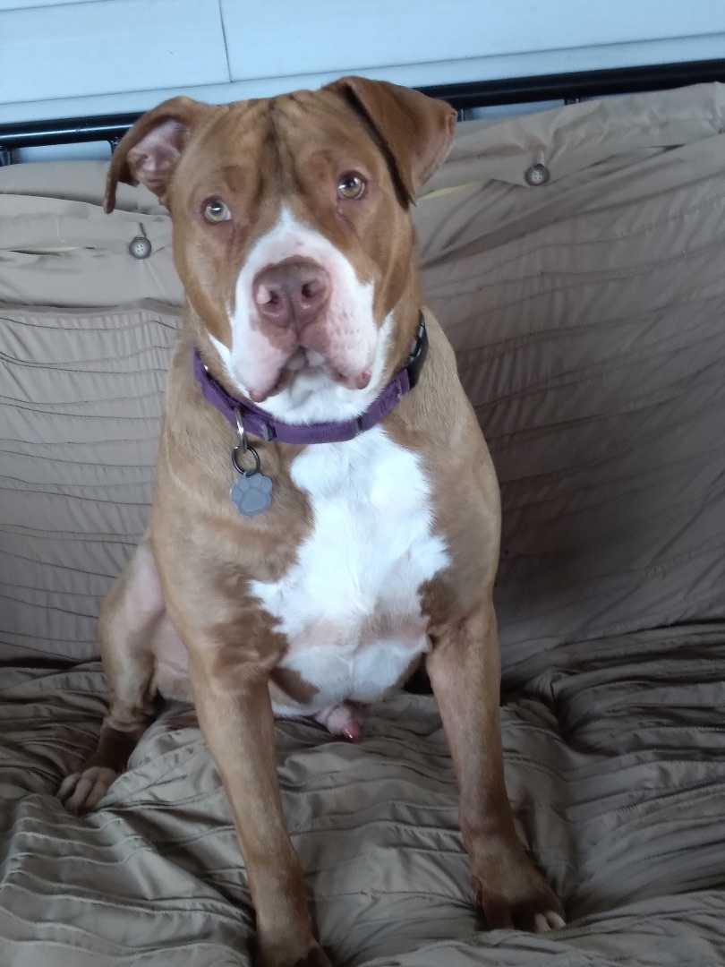 Mac, a Adoptable mixed breed in Naperville, IL image 3/6