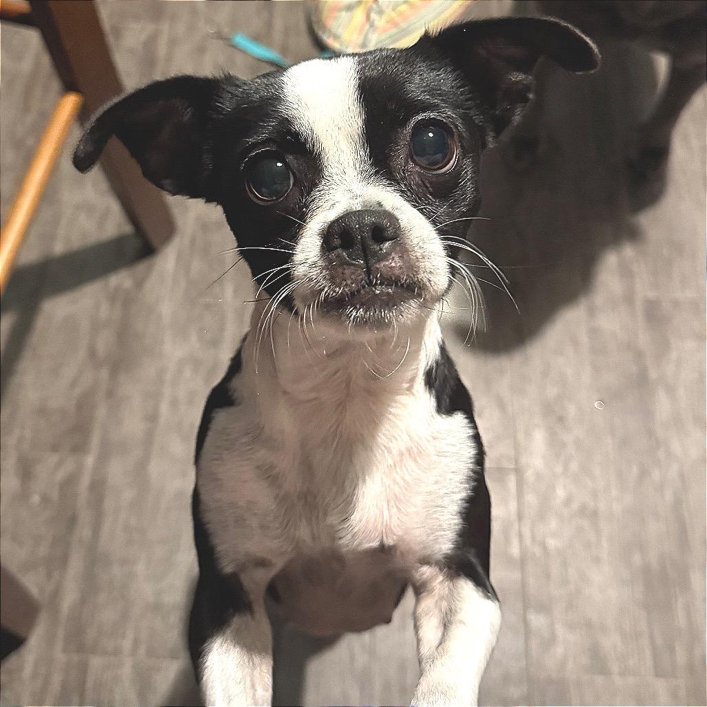 Emery Jo, Adoptable, Young Female Boston Terrier & Chihuahua.