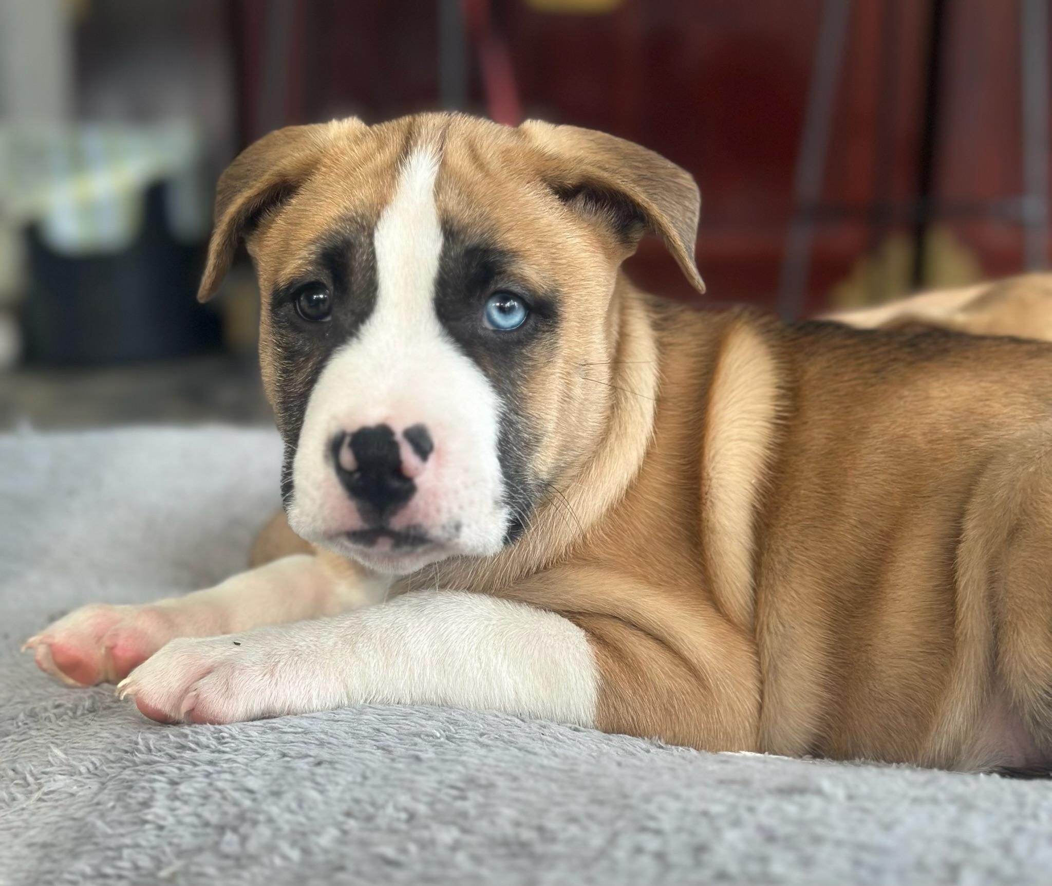 Enlarge Flint, an adoption pending mixed breed in Calera, AL image 2/4