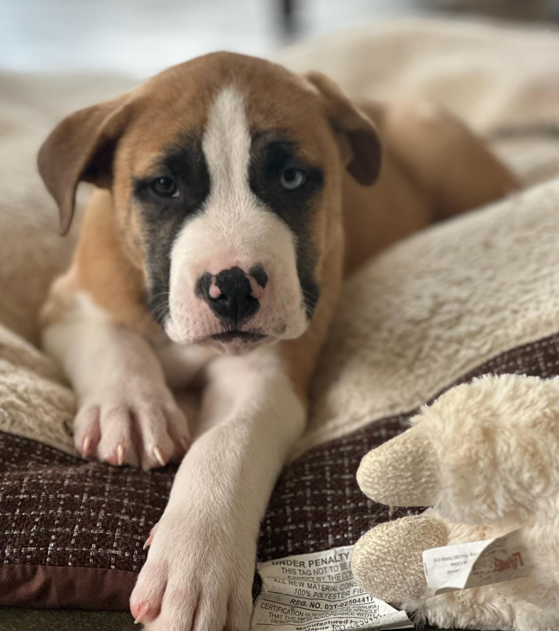 Enlarge Flint, an adoption pending mixed breed in Calera, AL image 3/4