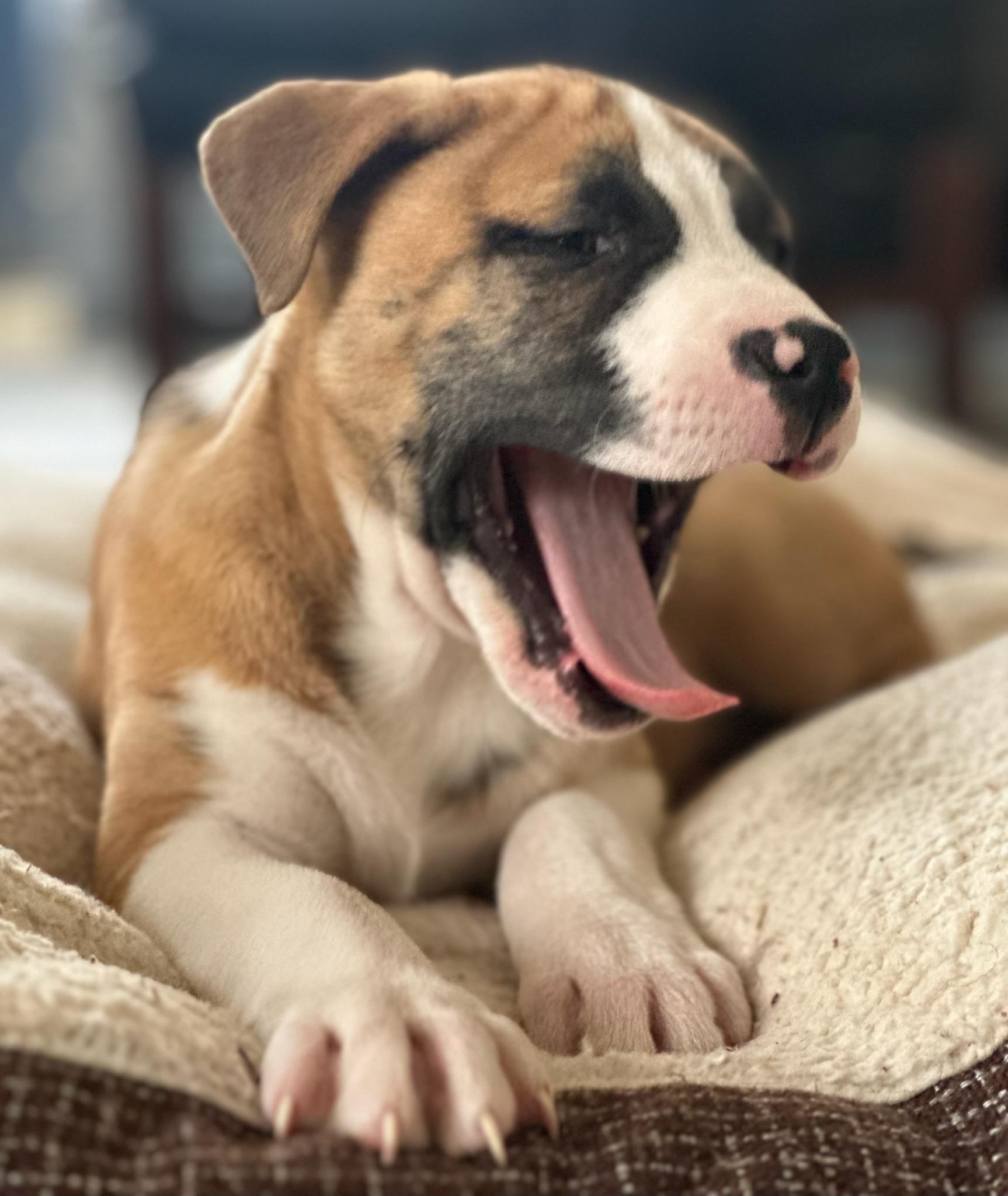 Enlarge Flint, an adoption pending mixed breed in Calera, AL image 4/4